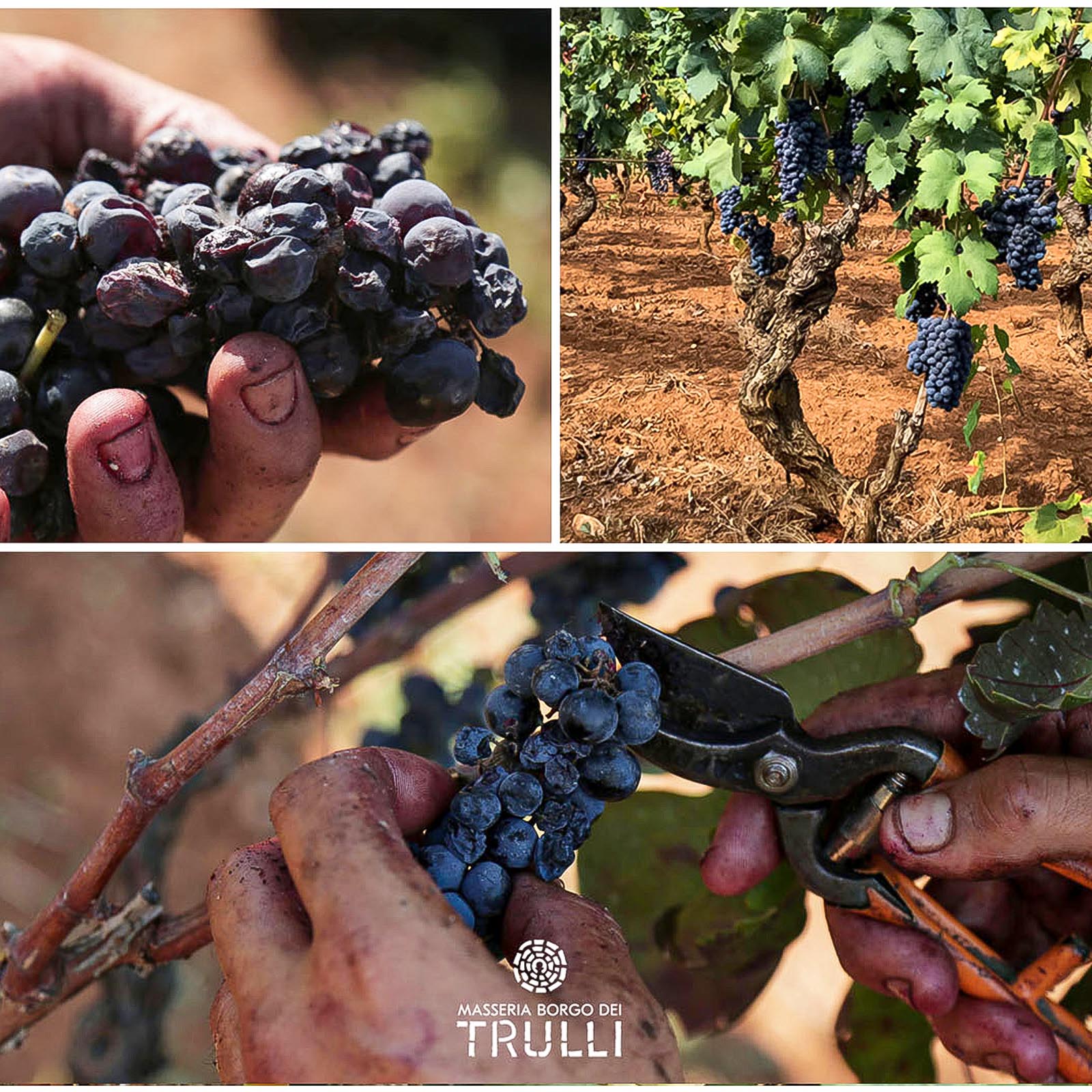 Primitivo di Manduria 2023 Roselle