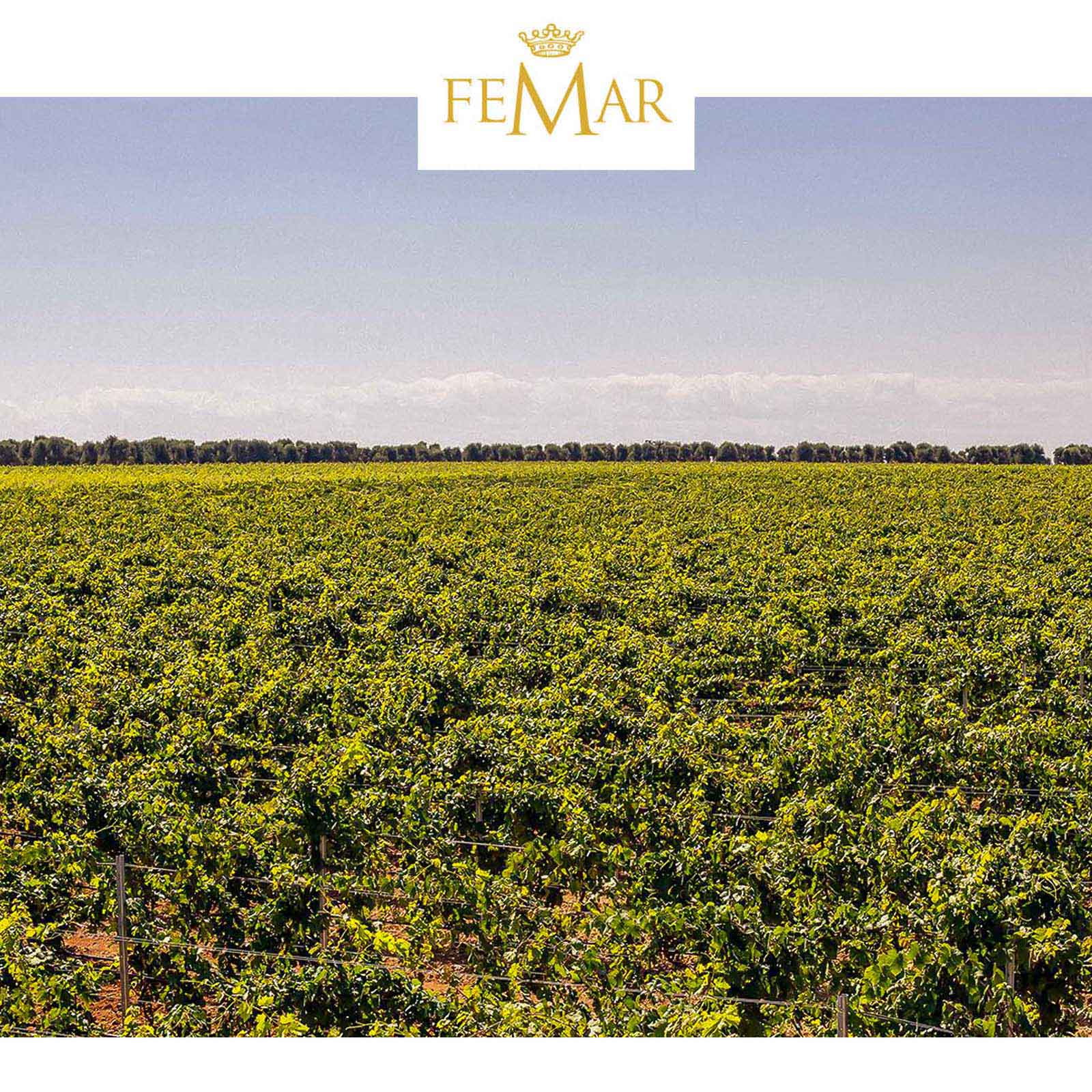 6er-Sparpaket Susumaniello 2024 Gran Appasso