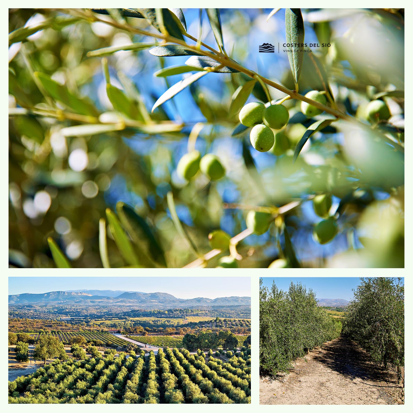 0,5 L Olivenöl Extra Virgin La Boscana 2025 Early Harvest