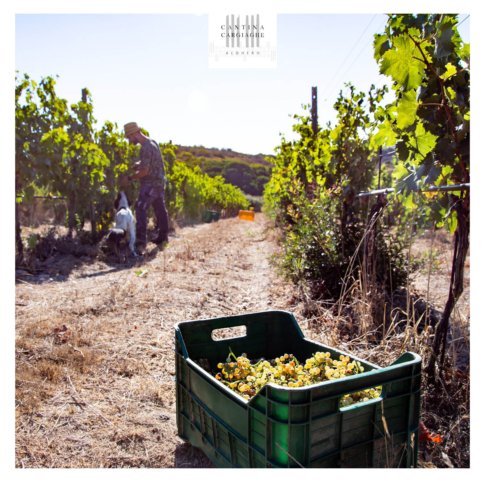 Vermentino di Sardegna 2022