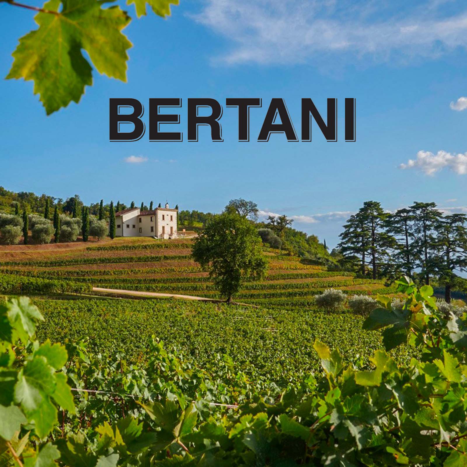 Amarone Valpantena 2022 Magnum