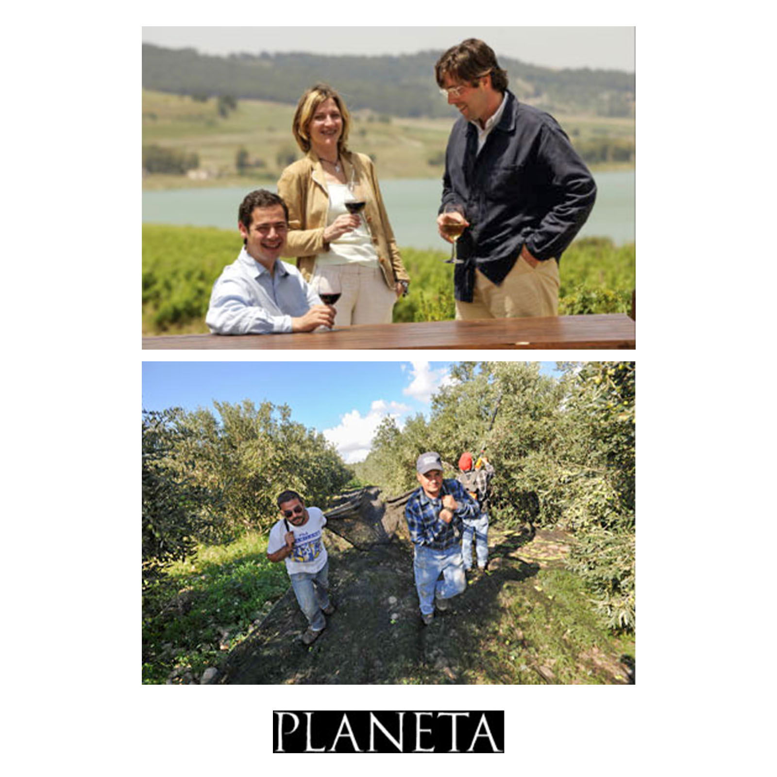 6er-Sparpaket 0,5 L Olivenöl Extra Vergine Sicilia 2025 Bio