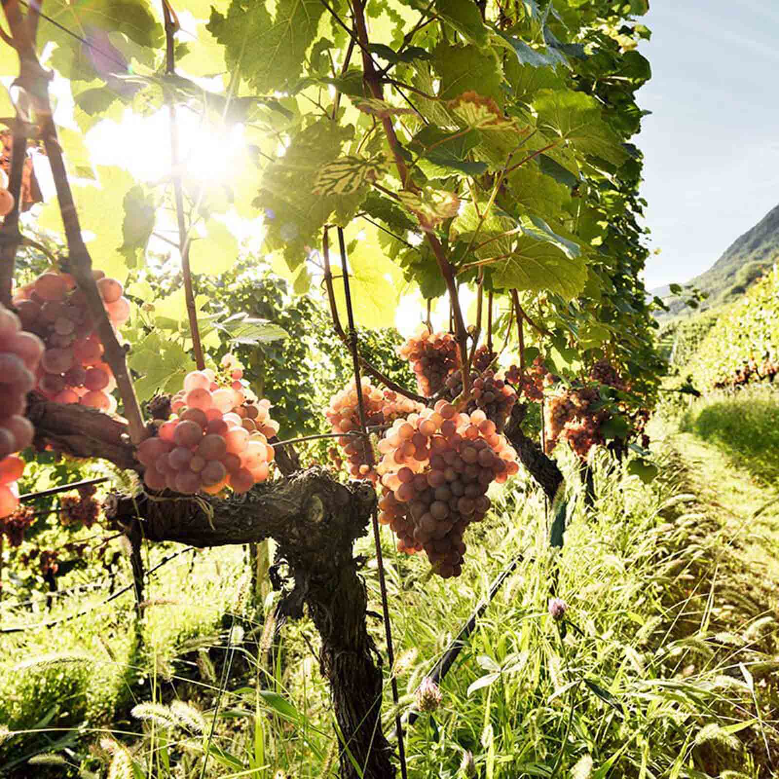 Sauvignon Blanc 2024 Mock