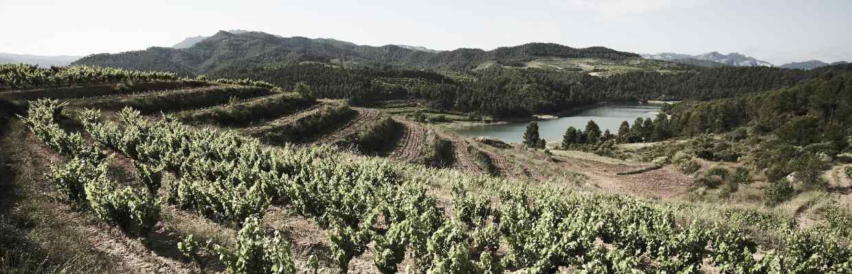Celler de Capçanes