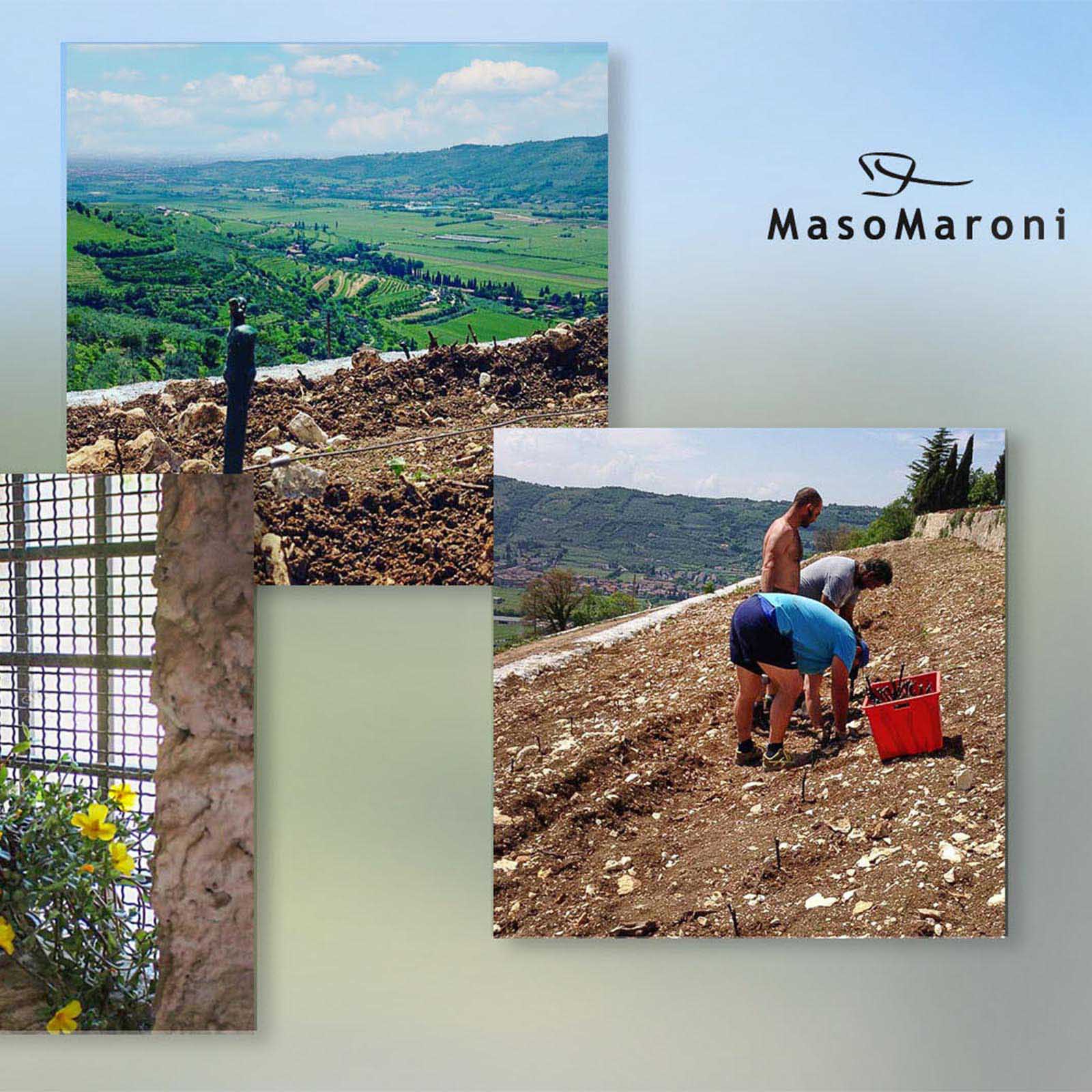 6er-Holzkiste Amarone Valpantena 2020 Musa del Figaretto