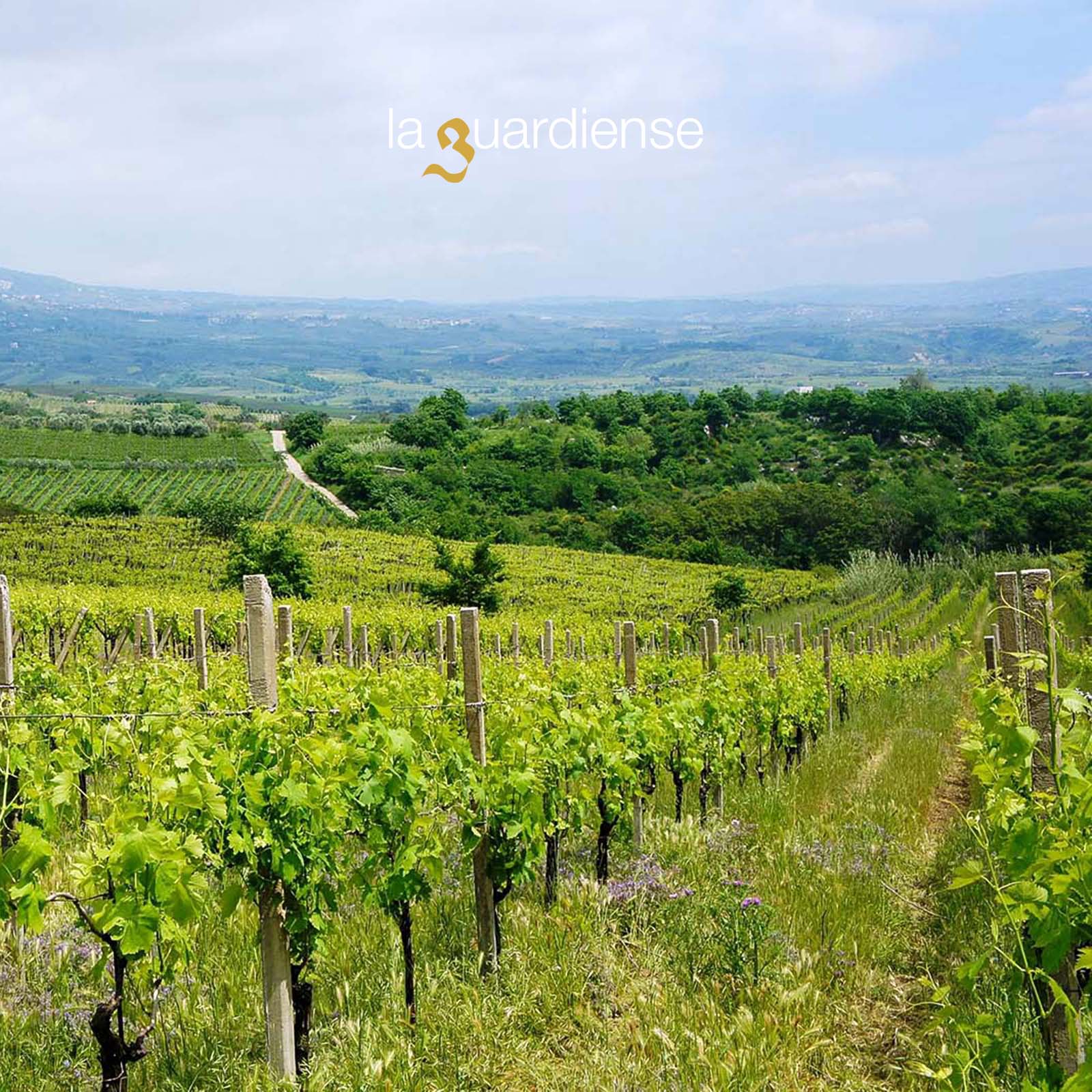 Falanghina Spumante Janare Brut