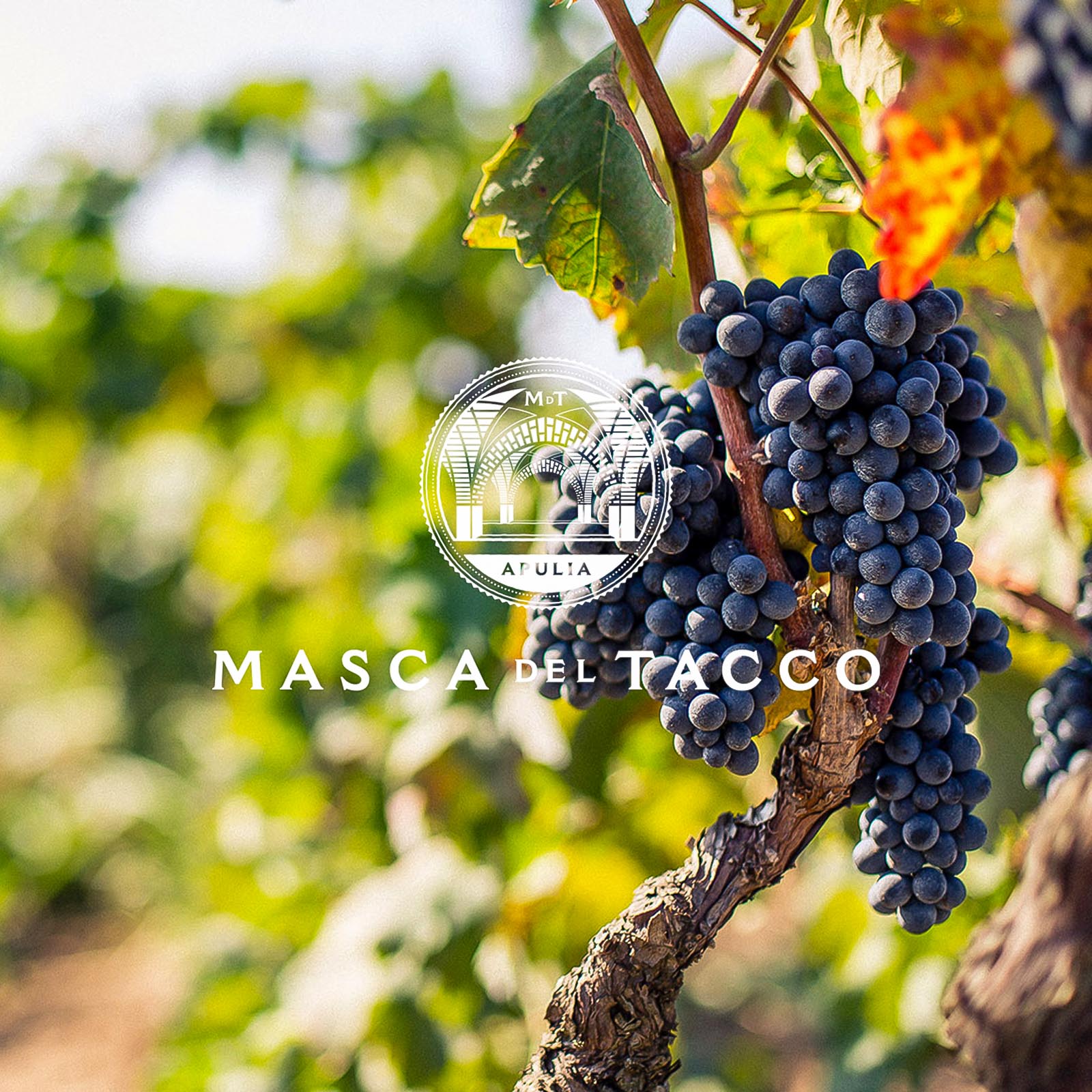 Primitivo 2023 Lu'Li Edizione Limitata