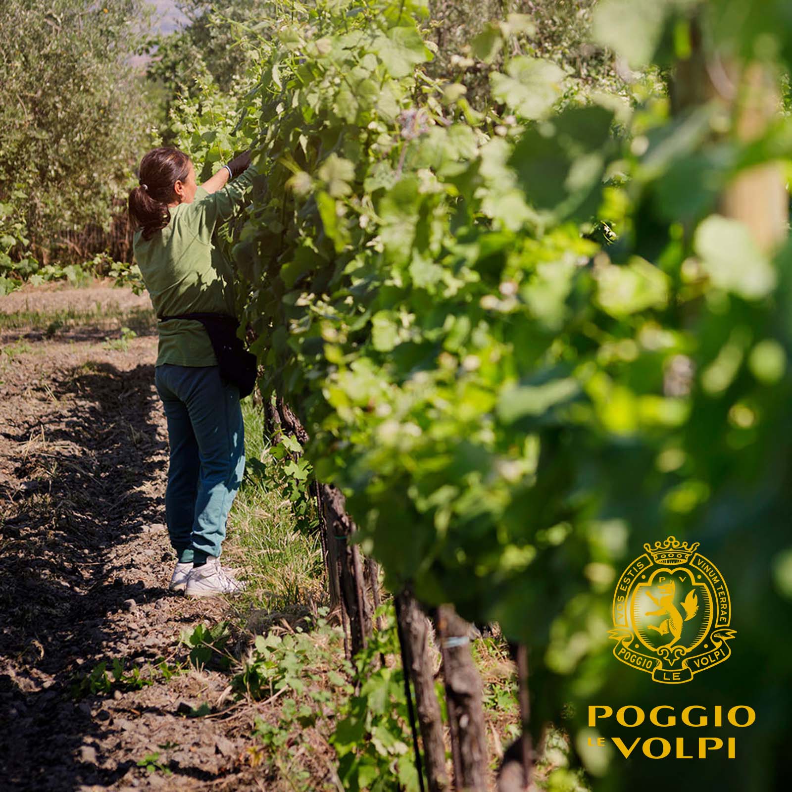 6er-Sparpaket Roma Rosso 2022