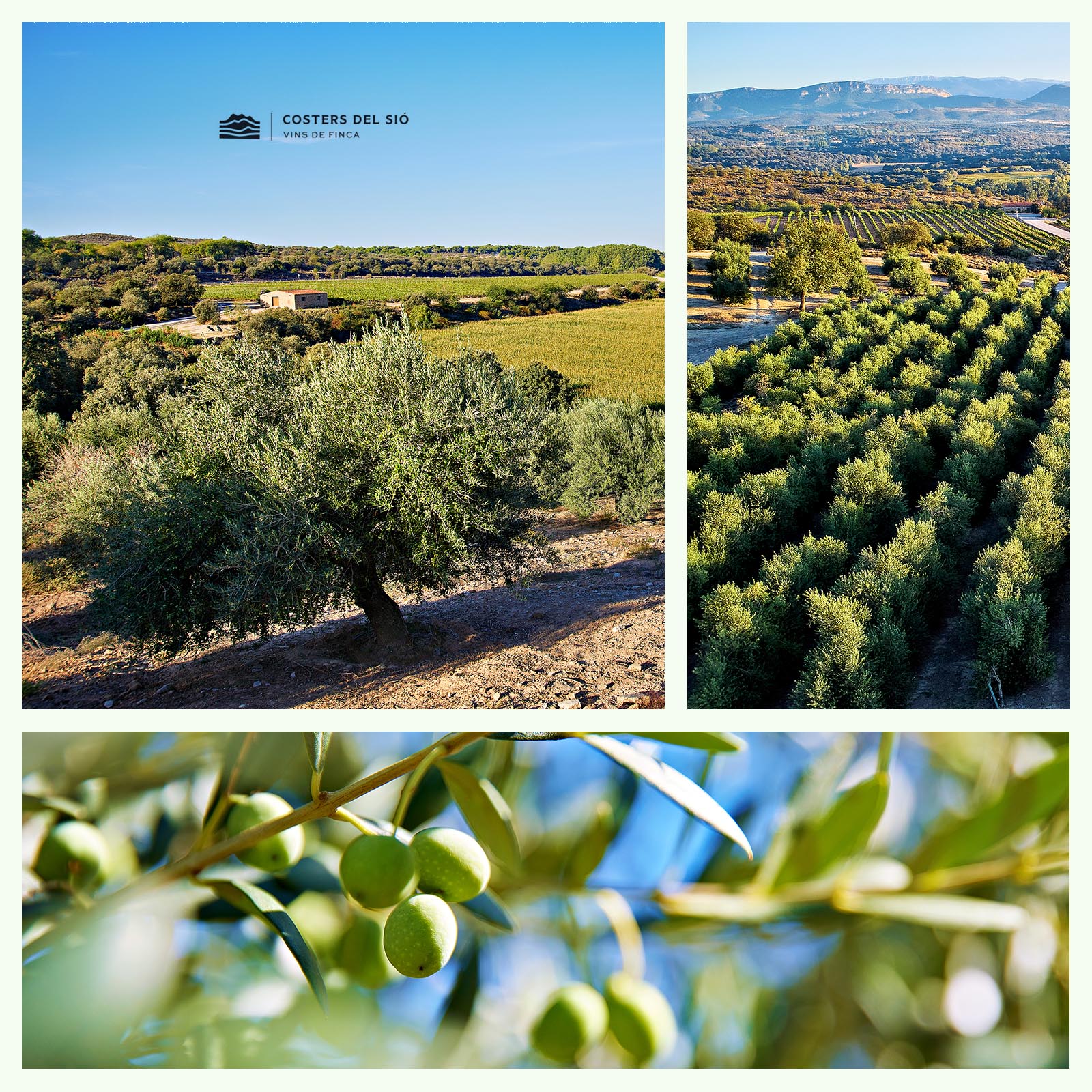 0,5 L Olivenöl Extra Virgin La Boscana 2025 Early Harvest