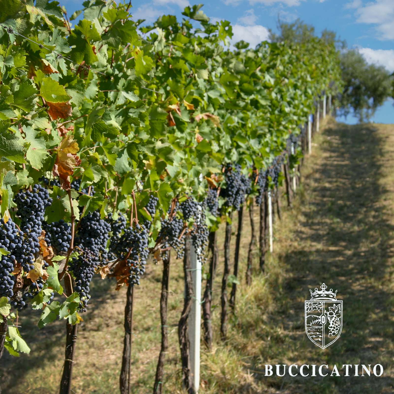 Cerasuolo d´Abruzzo 2024 Bio