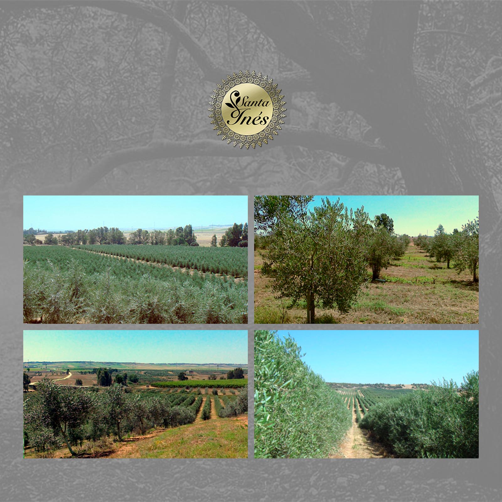 5 L Olivenöl Virgen Extra Arbequina 