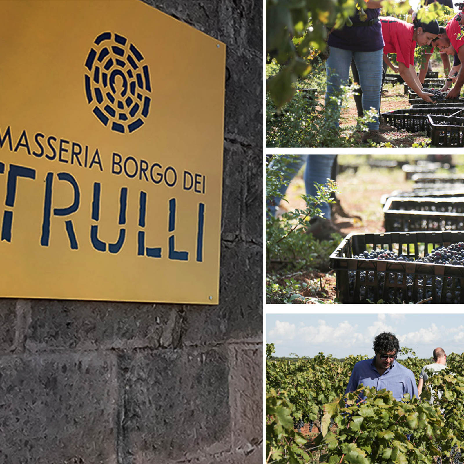 6er-Holzkiste Primitivo di Manduria 2023 Mirea