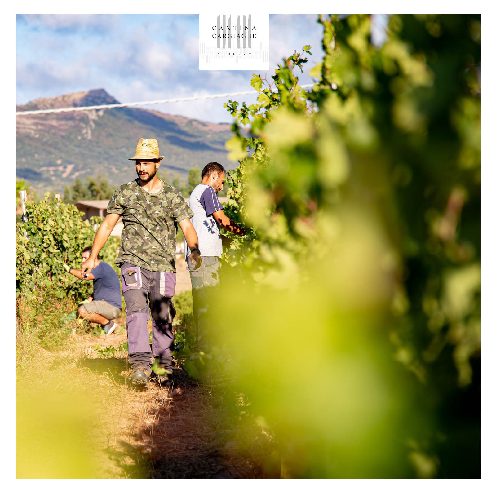 Vermentino di Sardegna 2022 Vermentino di Sardegna 2022