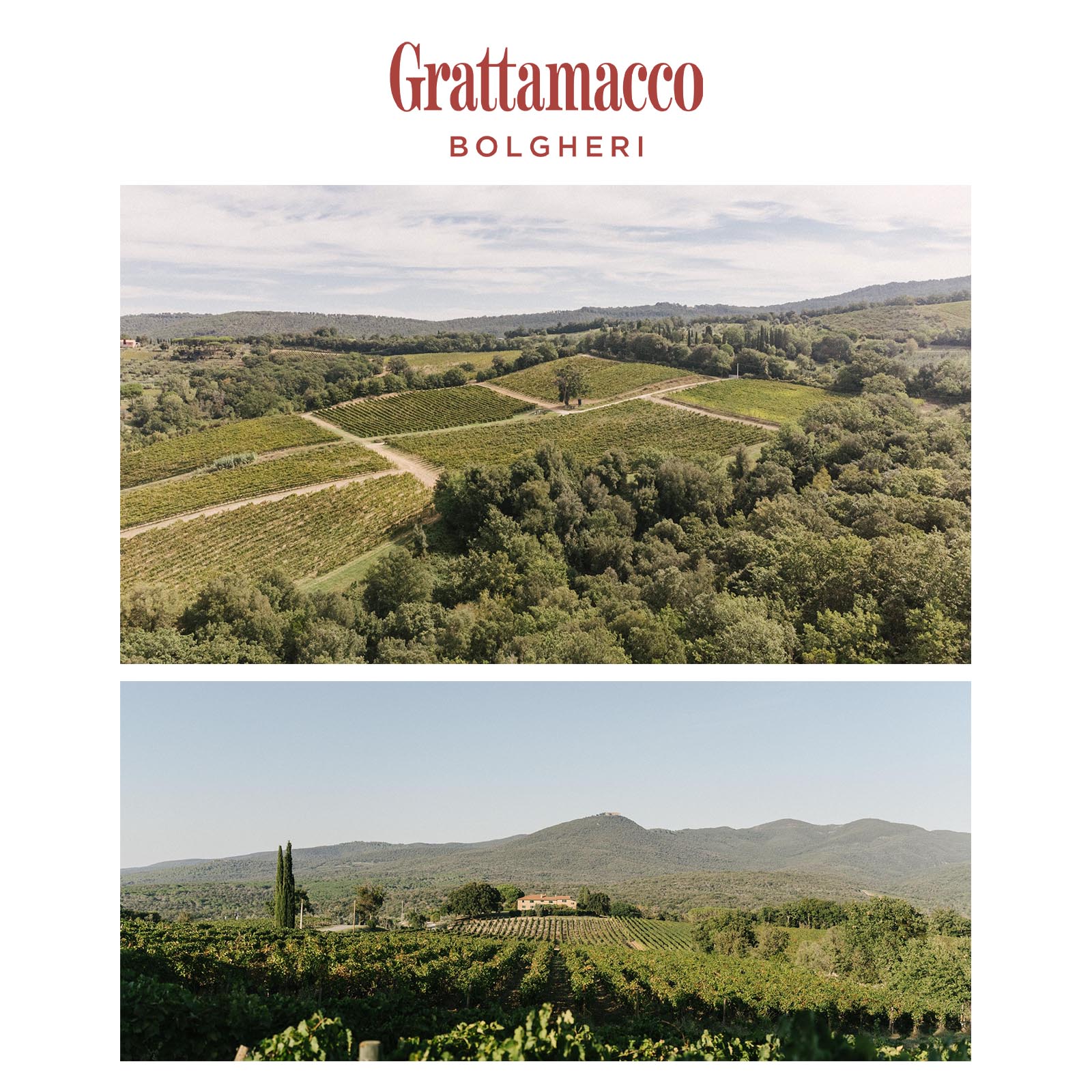 Toscana Rosso 2021 L'Alberello Bio