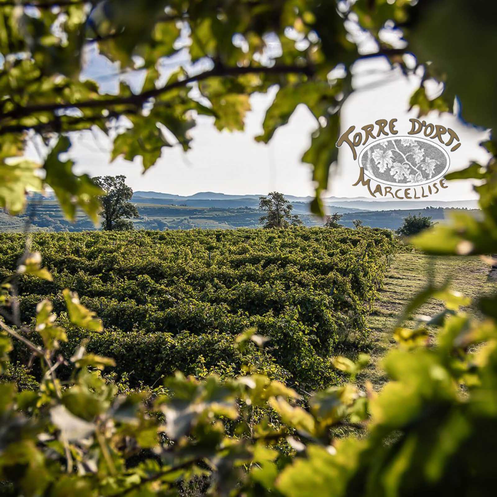 Valpolicella Superiore 2023 Morari