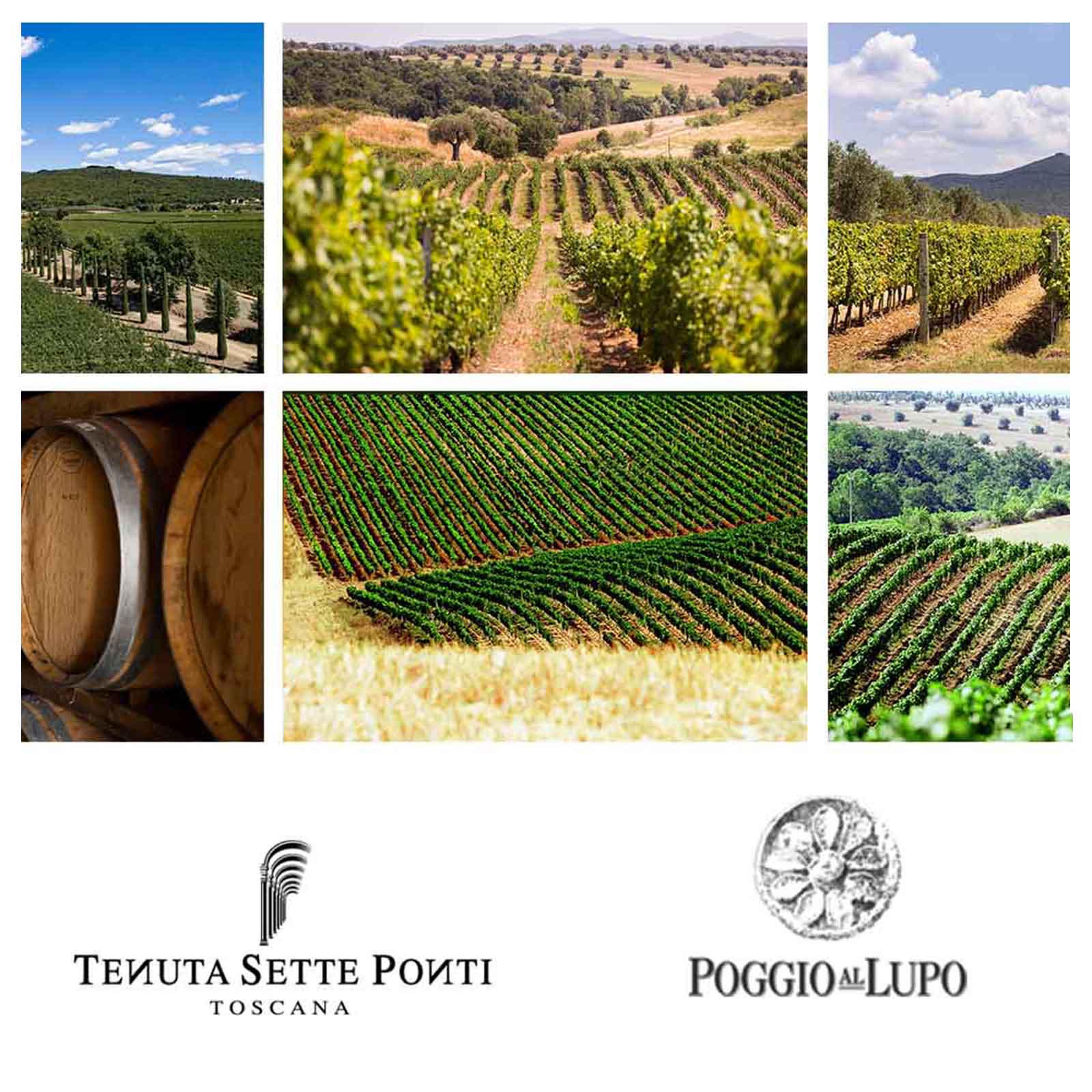 Vermentino Toscana 2025