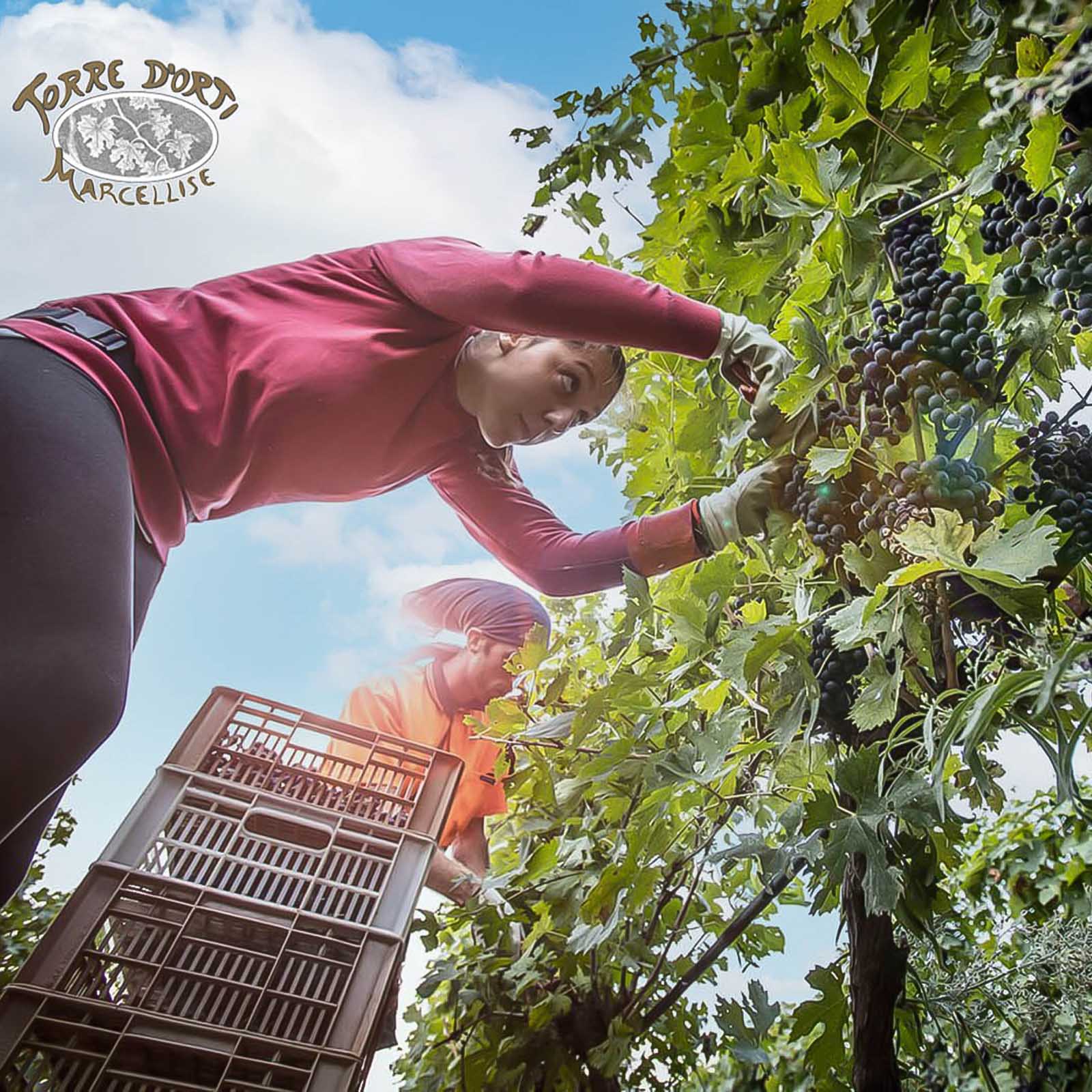 Amarone 2022 Torre d'Orti