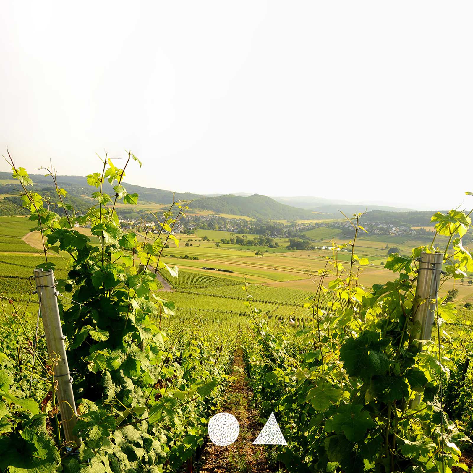 Sauvignon Blanc 2021 Laurenzikapelle Sauvignon Blanc 2021 Laurenzikapelle