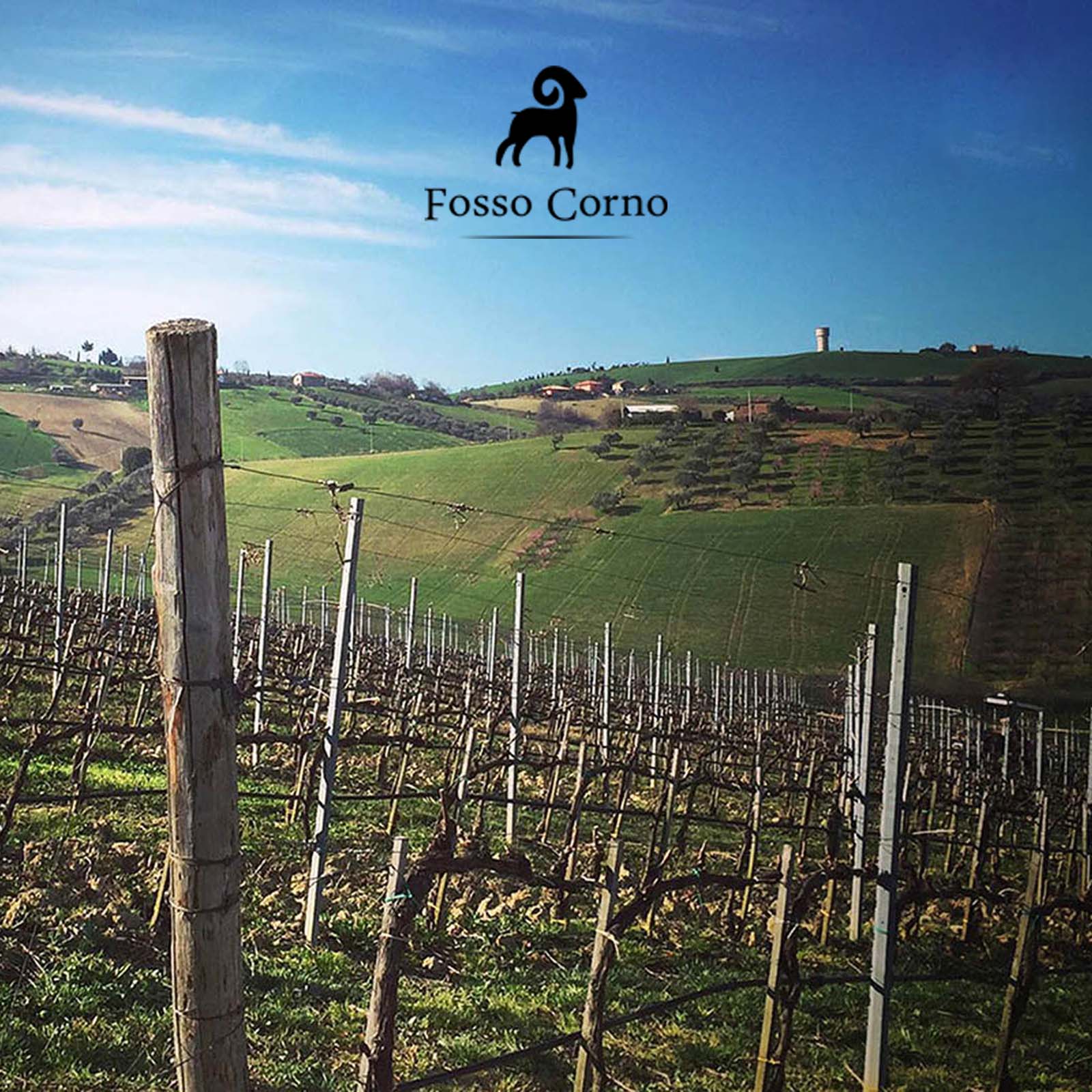 6er-Sparpaket Pecorino Abruzzo 2024 Orsus