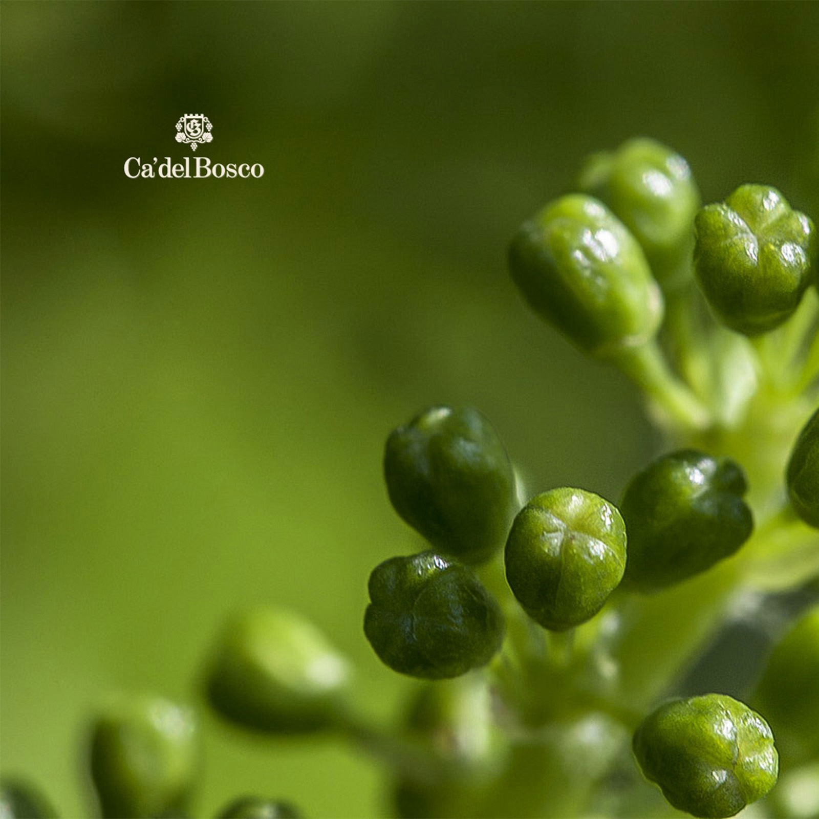 Franciacorta Vintage Collection 2020 Extra Brut