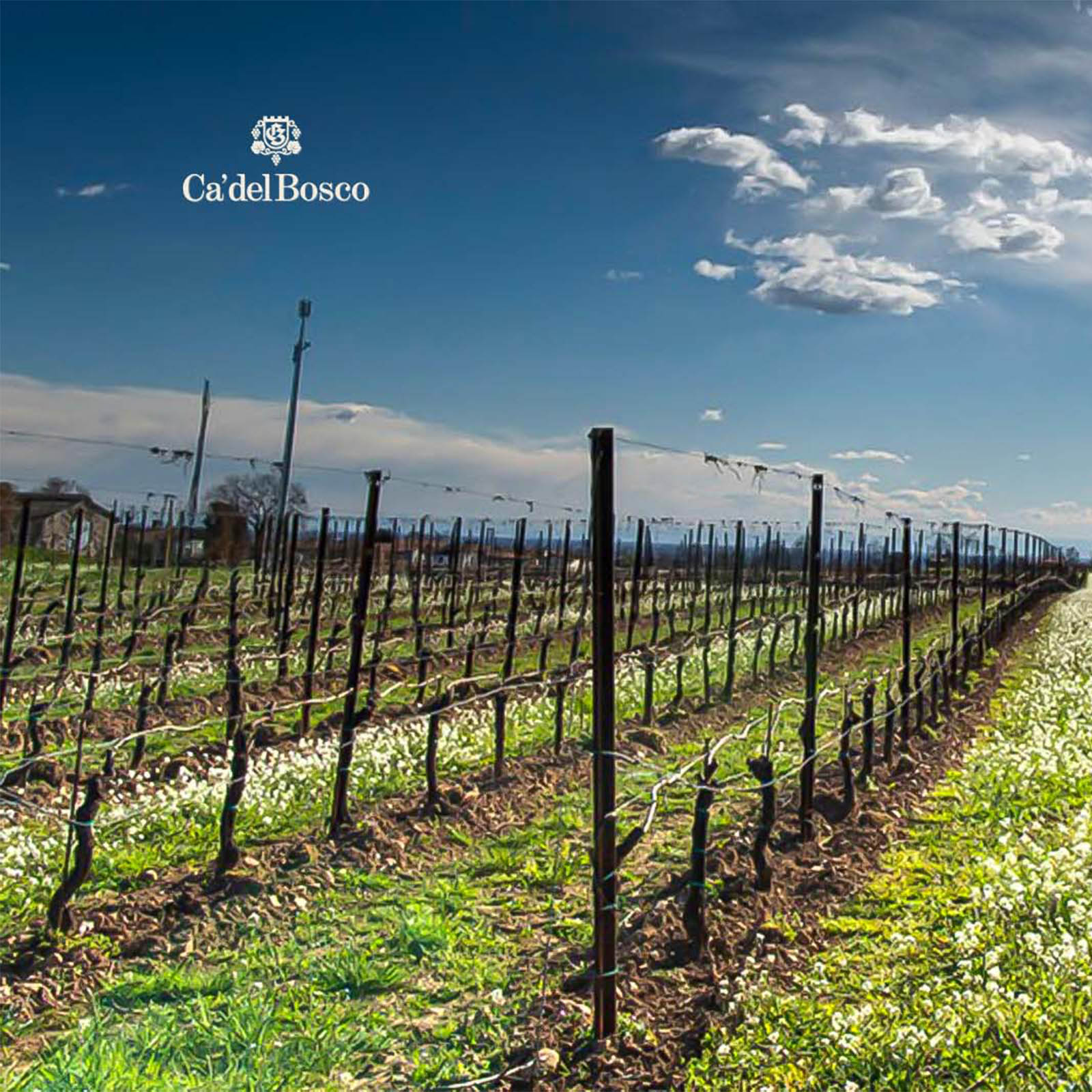 Franciacorta Cuvée Prestige Edizione 49 Extra Brut