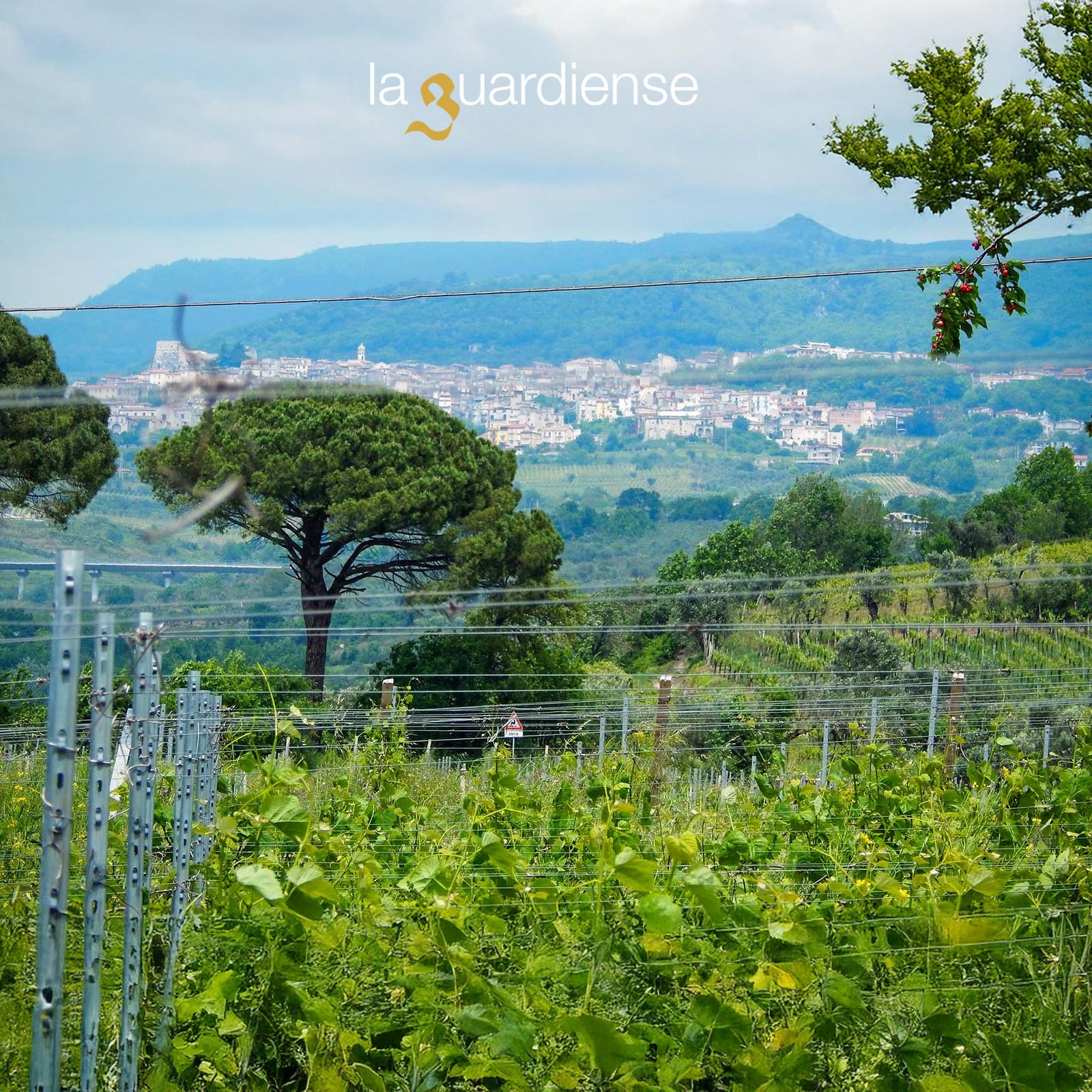 Falanghina del Sannio 2024 Mirata
