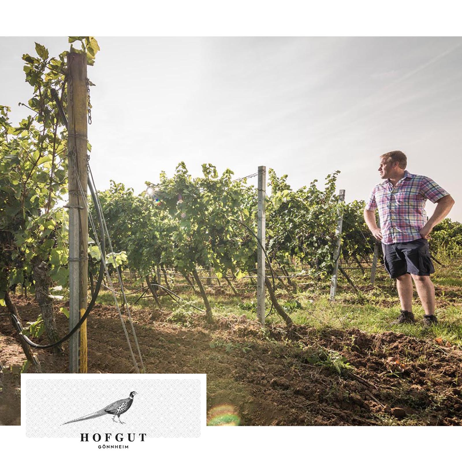 Grauburgunder 2025 Gönnheim Bio