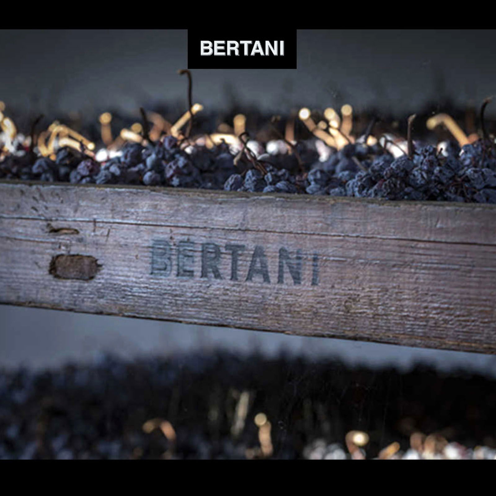 6er-Holzkiste Valpolicella Ripasso Classico Superiore 2021 Catullo