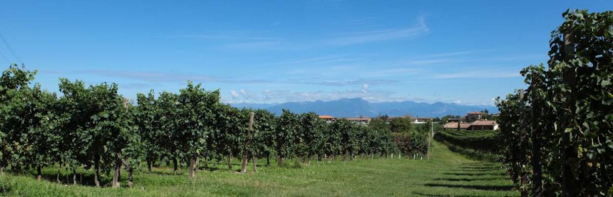 Bulgarini