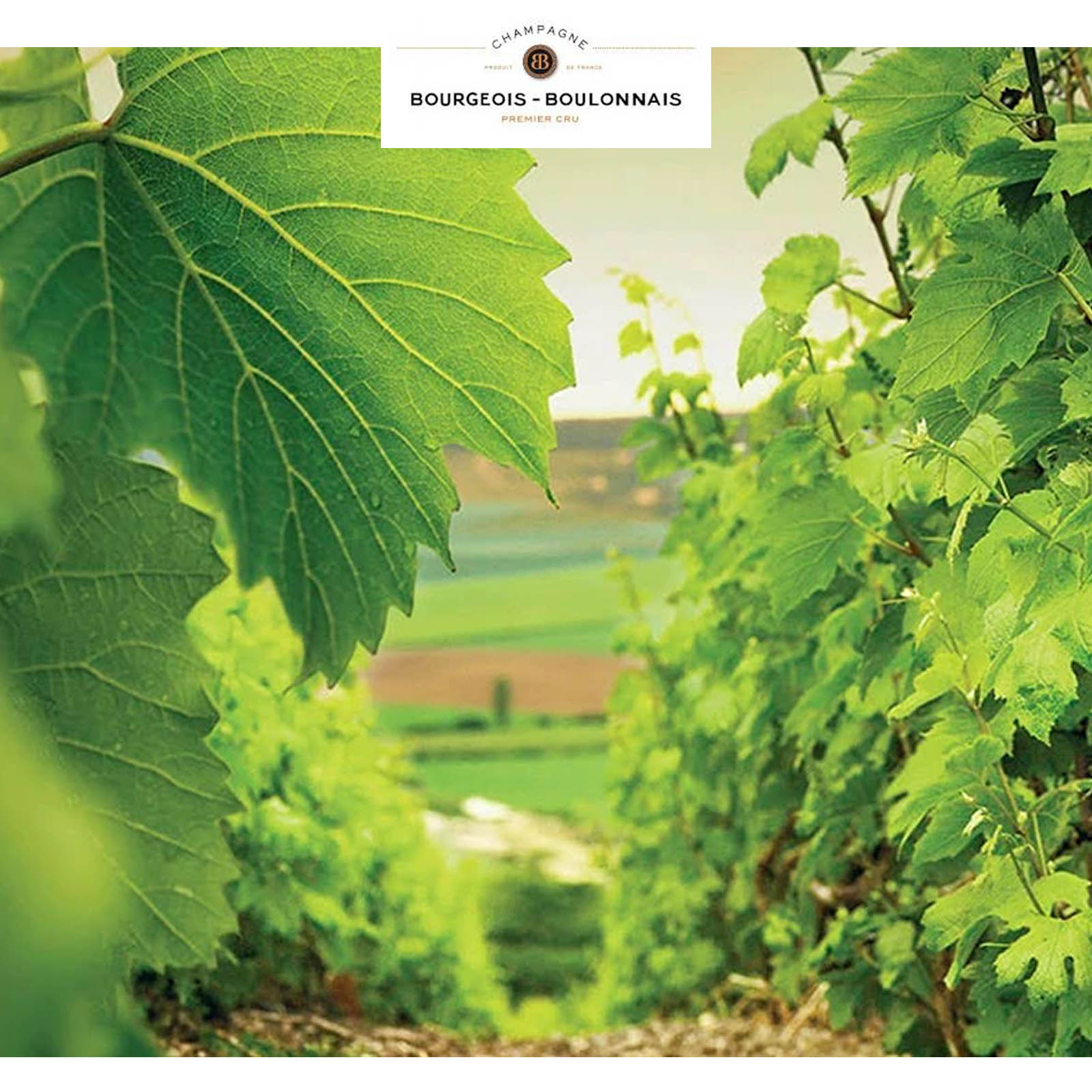 Champagner Grande Réserve 1er Cru Brut Champagner Grande Réserve 1er Cru Brut