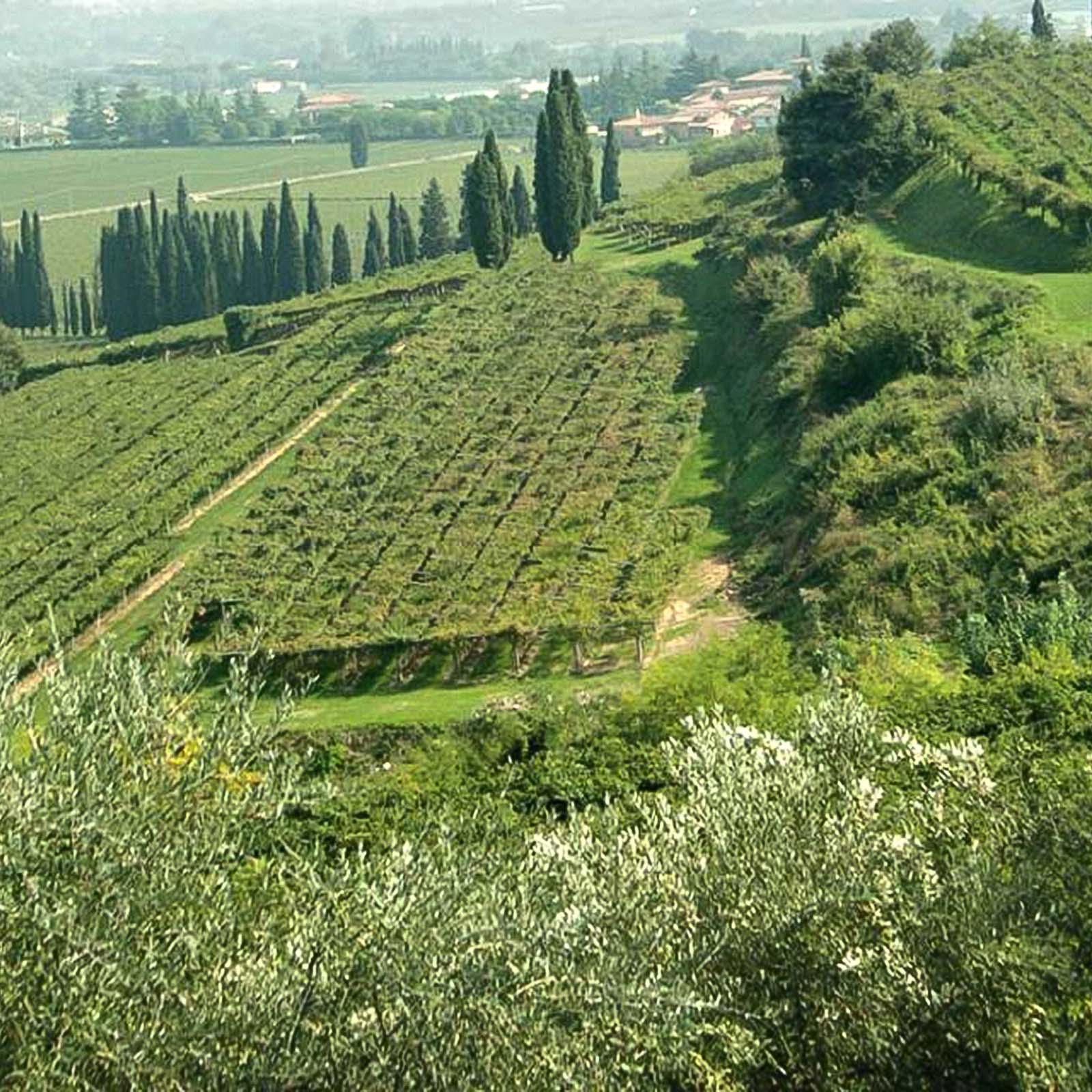 9er-Sparpaket Fior di Lago 2024