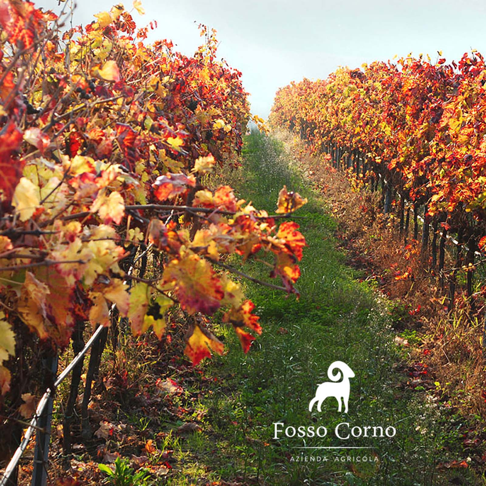 Rosato 2024 Orsus