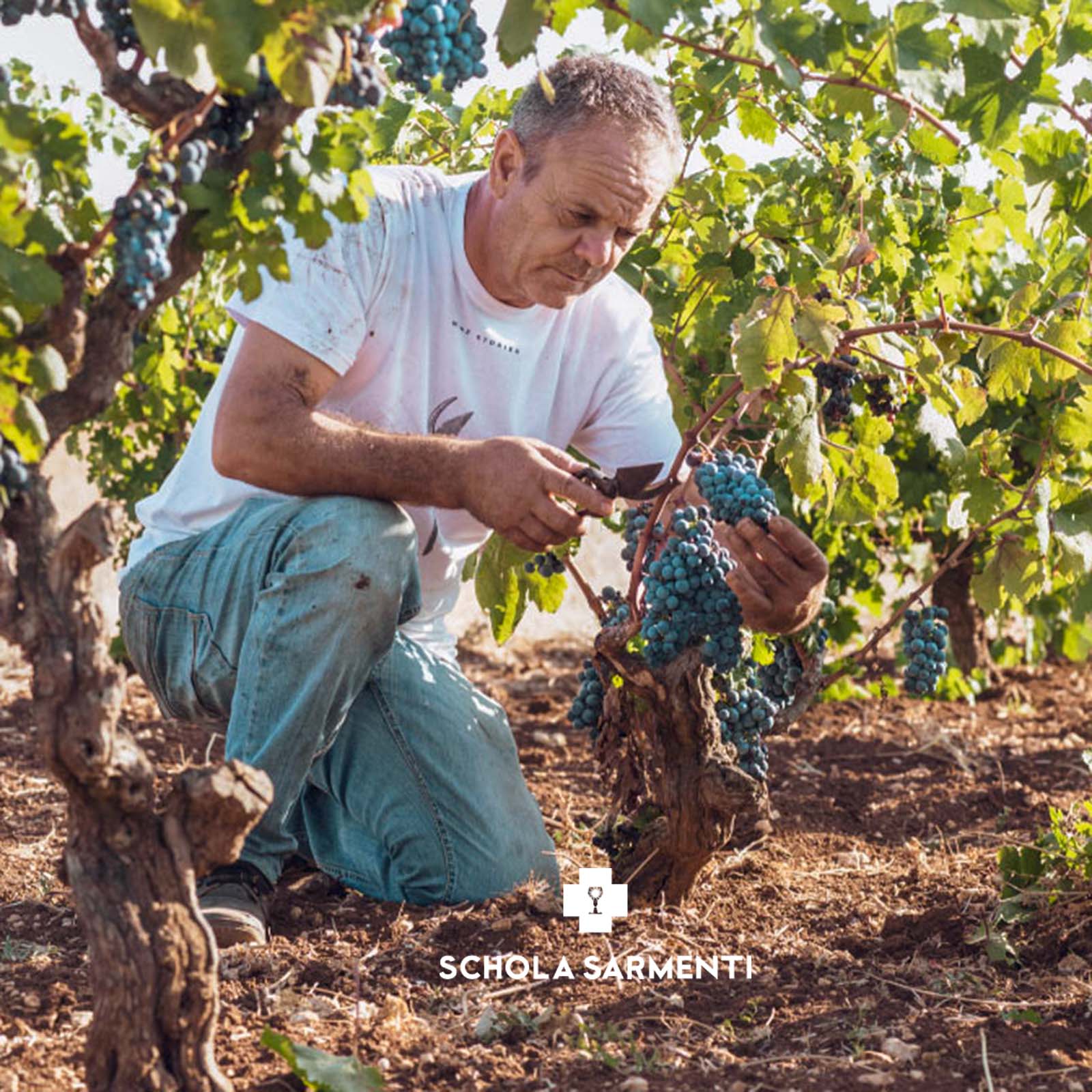 6er-Holzkiste Primitivo Salento 2022 Diciotto +1
