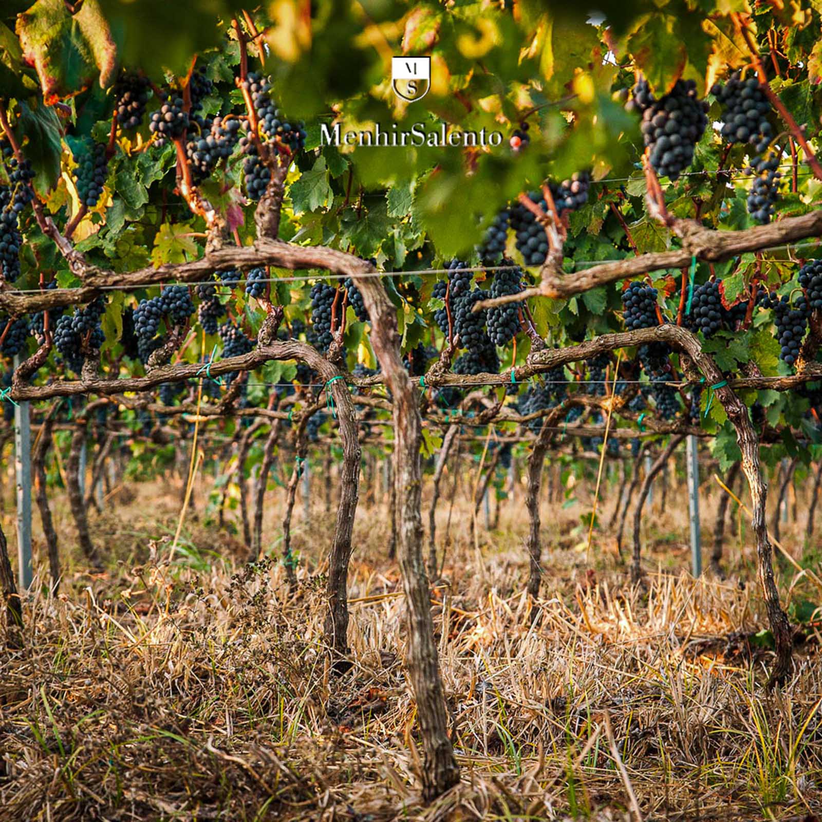 6er-Sparpaket Primitivo Salento 2022 CalaMuri