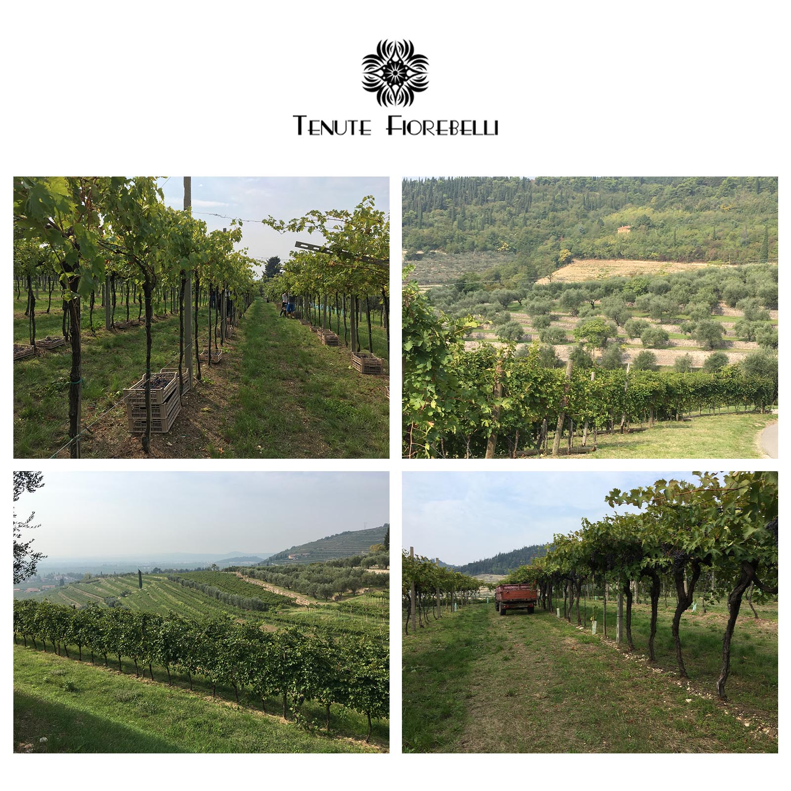 6er-Sparpaket Rosso del Veneto Appassimento 2023 Fiorebella