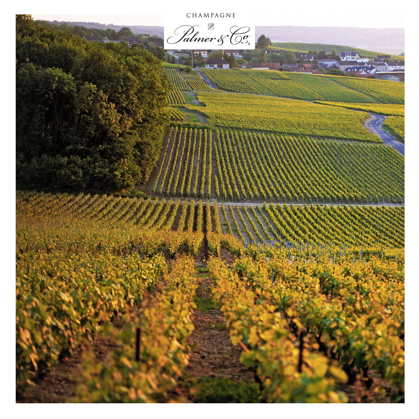 Champagner Blanc de Blancs 2018 Brut