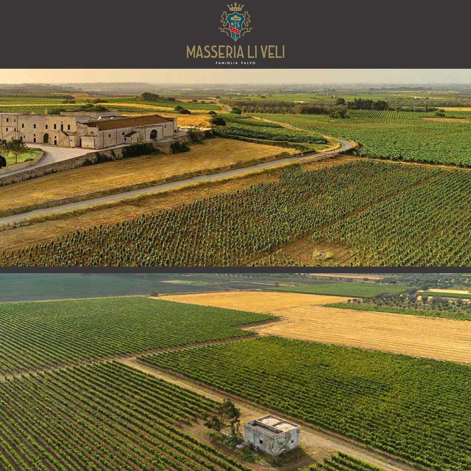 Primitivo Salento Rosato 2024 Torrerose