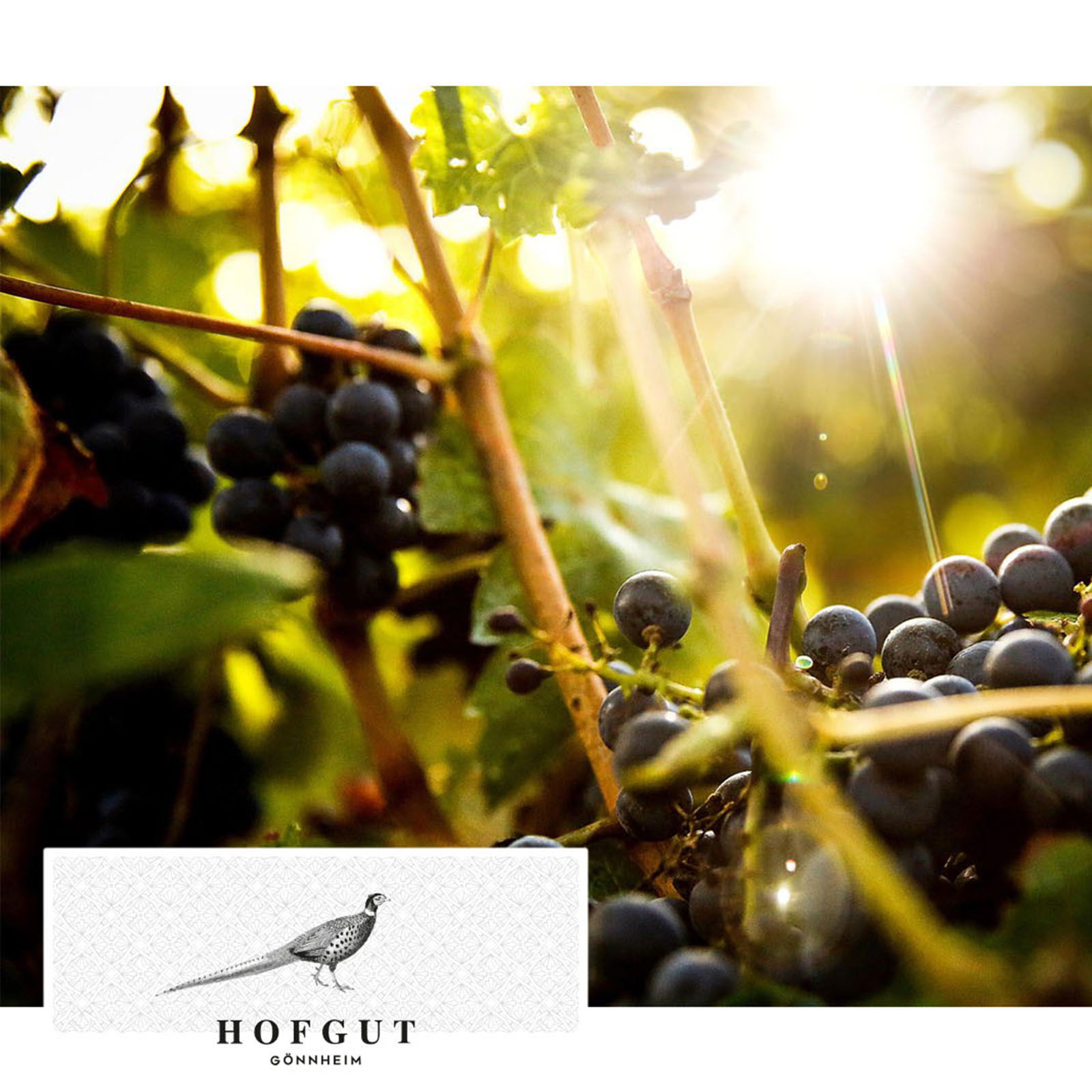 6er-Sparpaket Riesling 2024 Gönnheim Bio