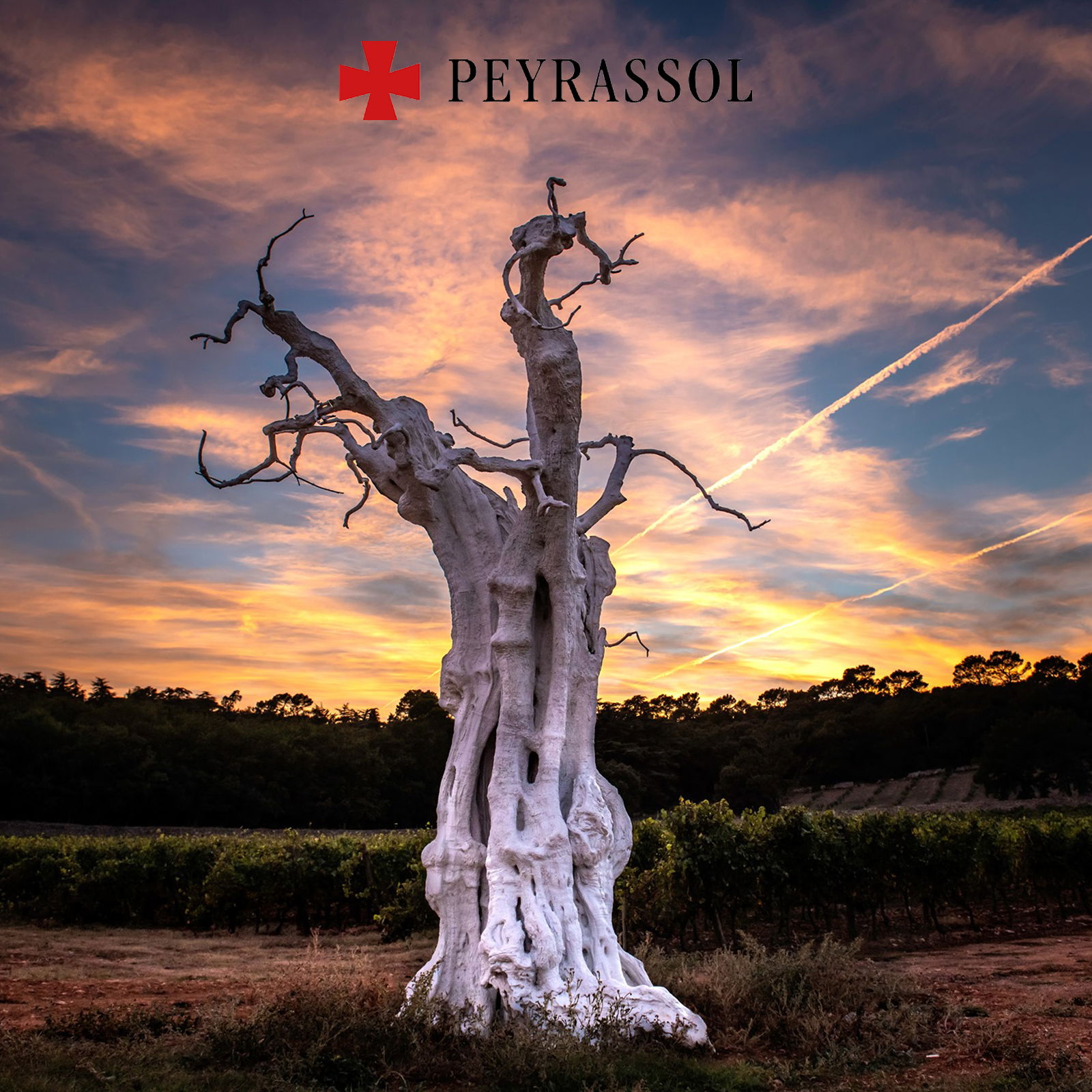 Côtes de Provence Rosé 2024 Château Peyrassol Bio Côtes de Provence Rosé 2024 Château Peyrassol Bio