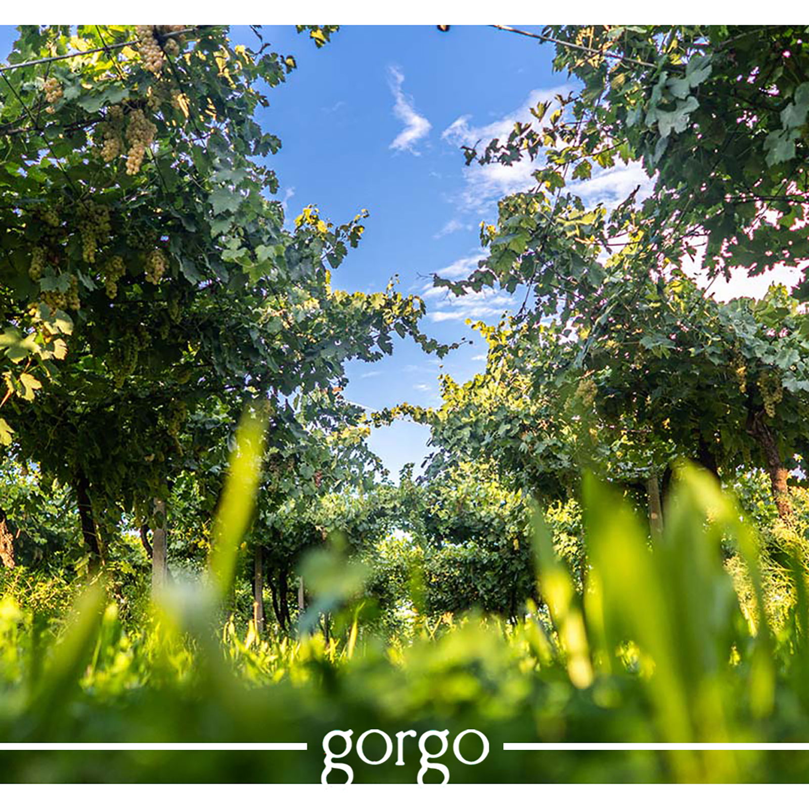 Custoza 2025 San Michelin Bio