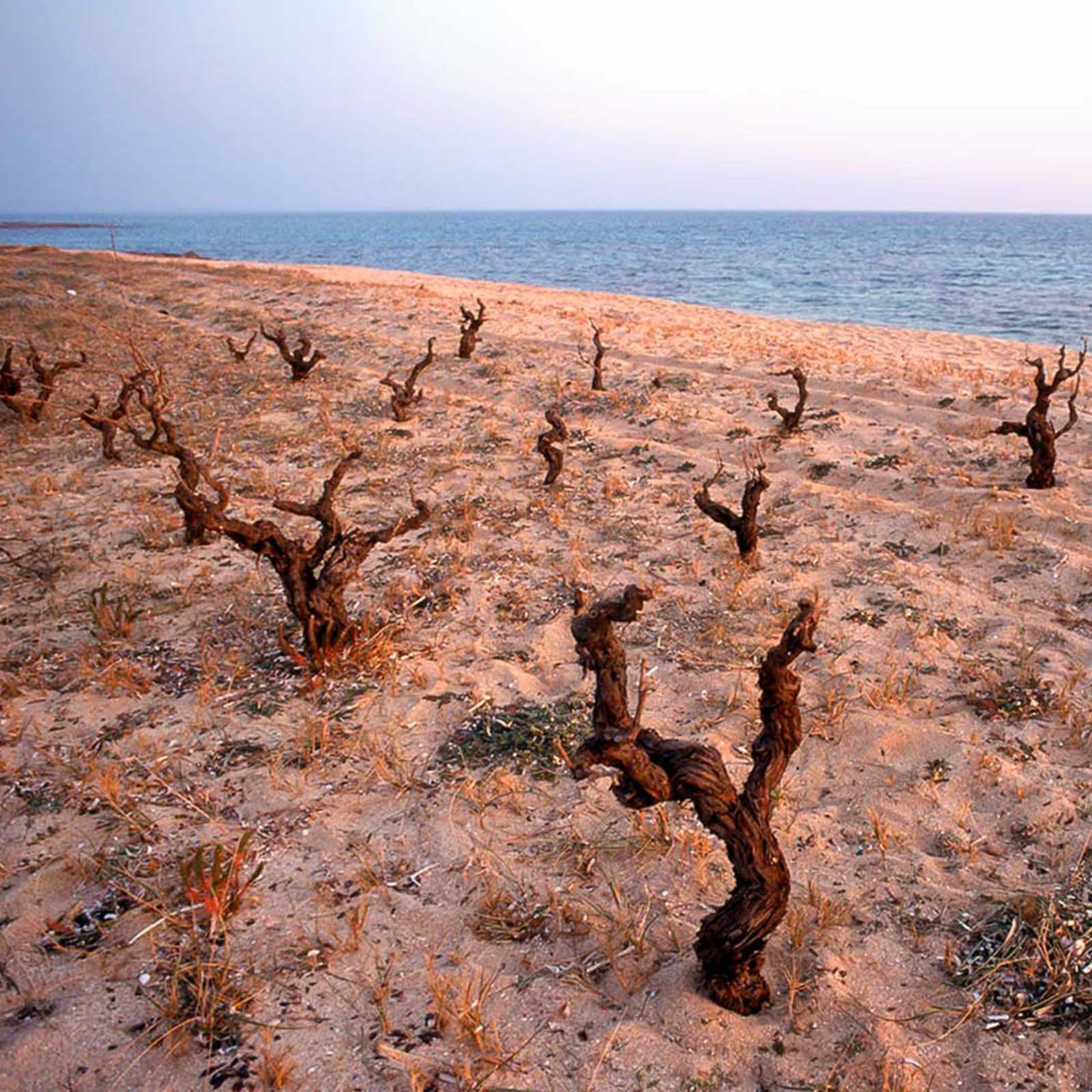 Primitivo di Manduria 2023 di Mare 15,0