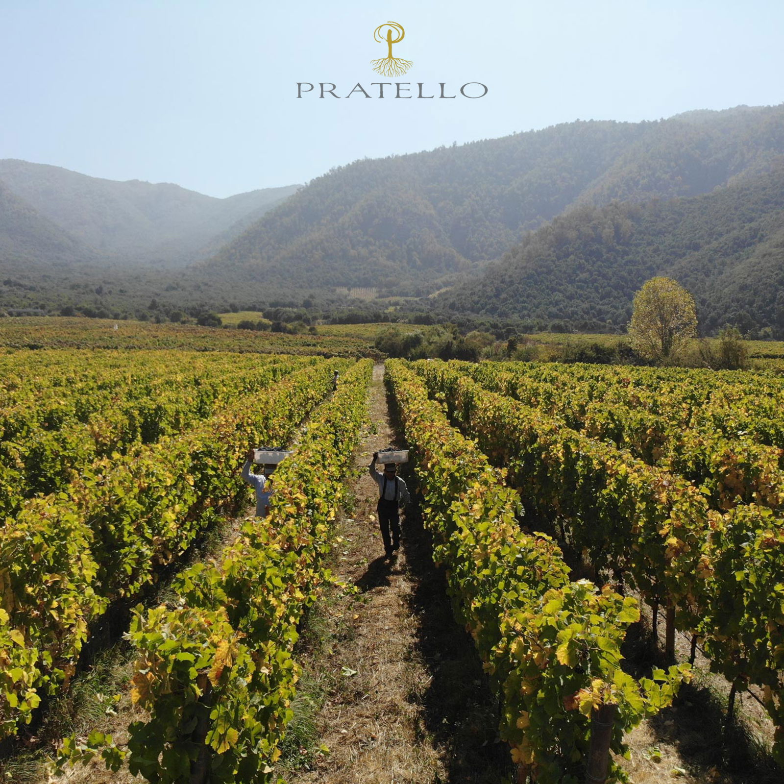 6er-Sparpaket Garda Rosso 2022 Mille 1