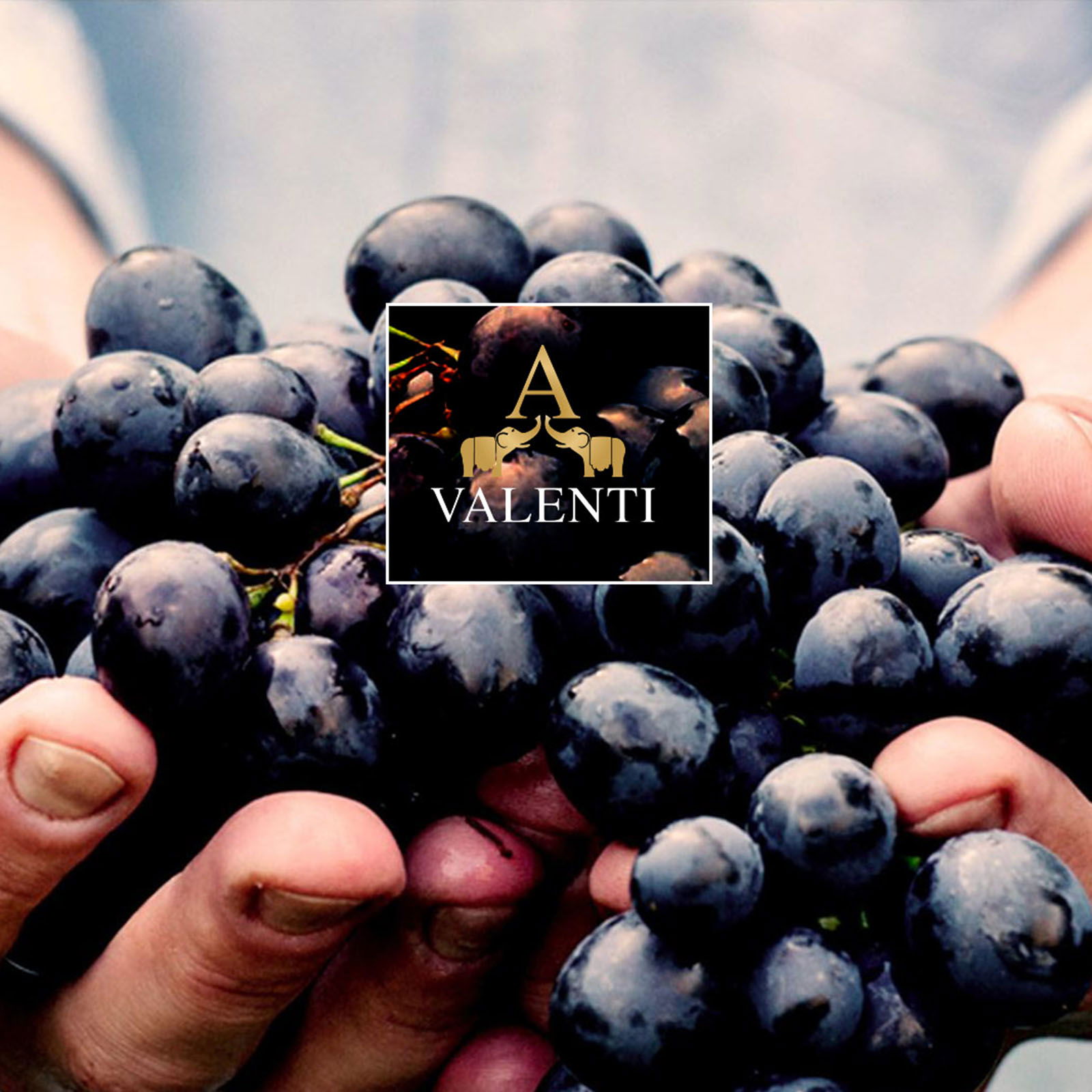 Etna Bianco 2020 Contrada Santo Spirito Bio Etna Bianco 2020 Contrada Santo Spirito Bio
