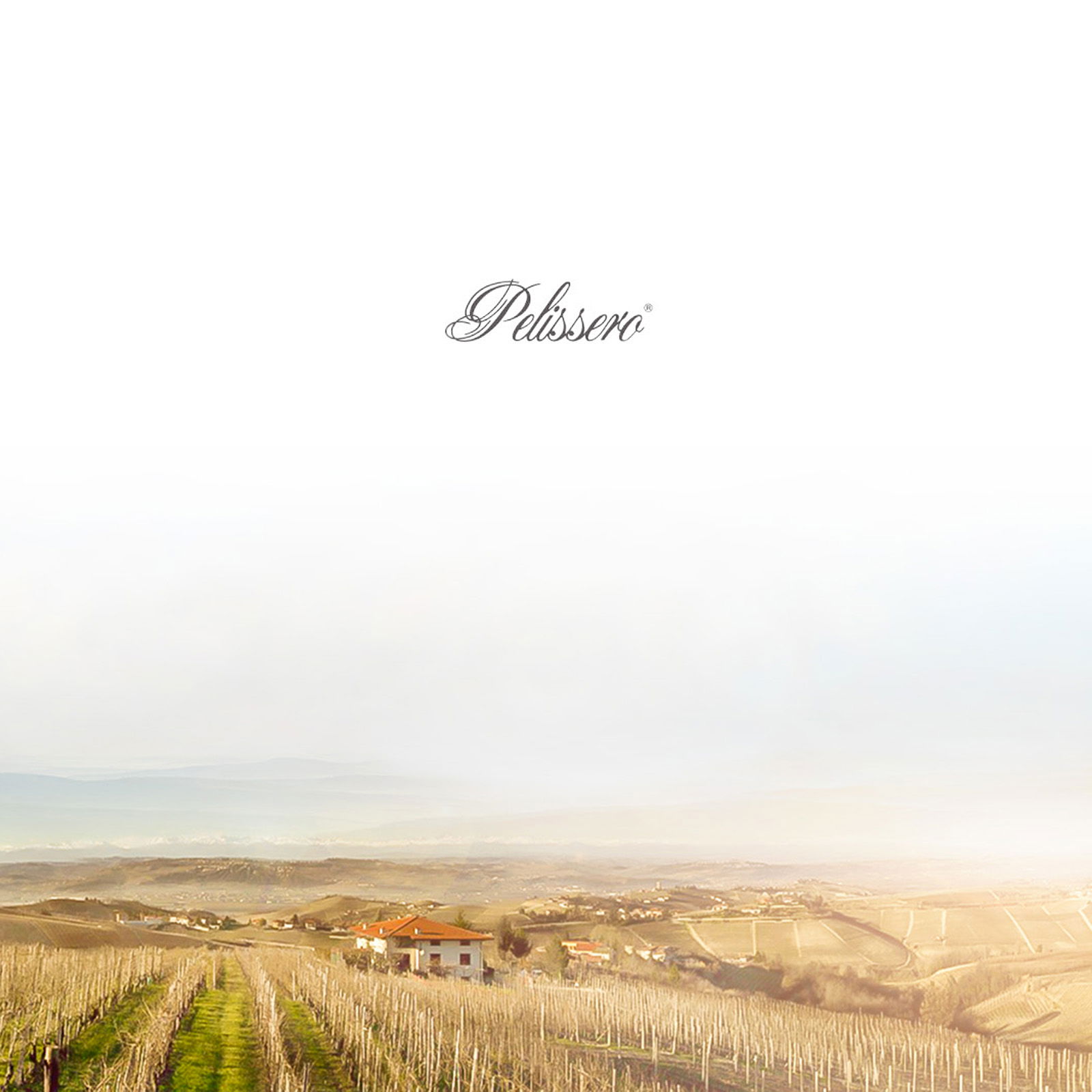 Dolcetto d'Alba 2023 Augenta Dolcetto d'Alba 2023 Augenta