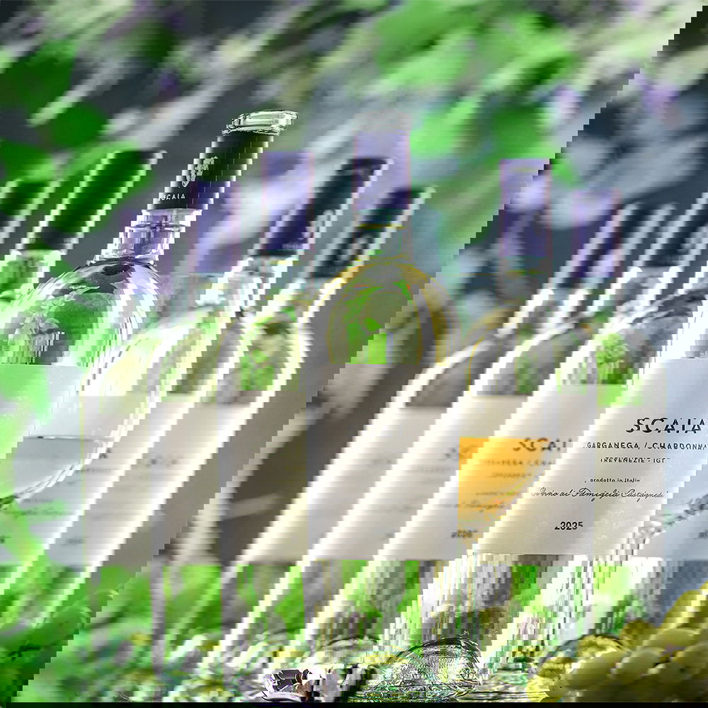 6er-Sparpaket Scaia Bianco 2025