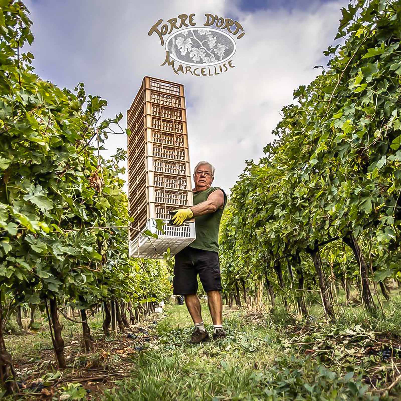 Valpolicella Superiore 2023 Morari