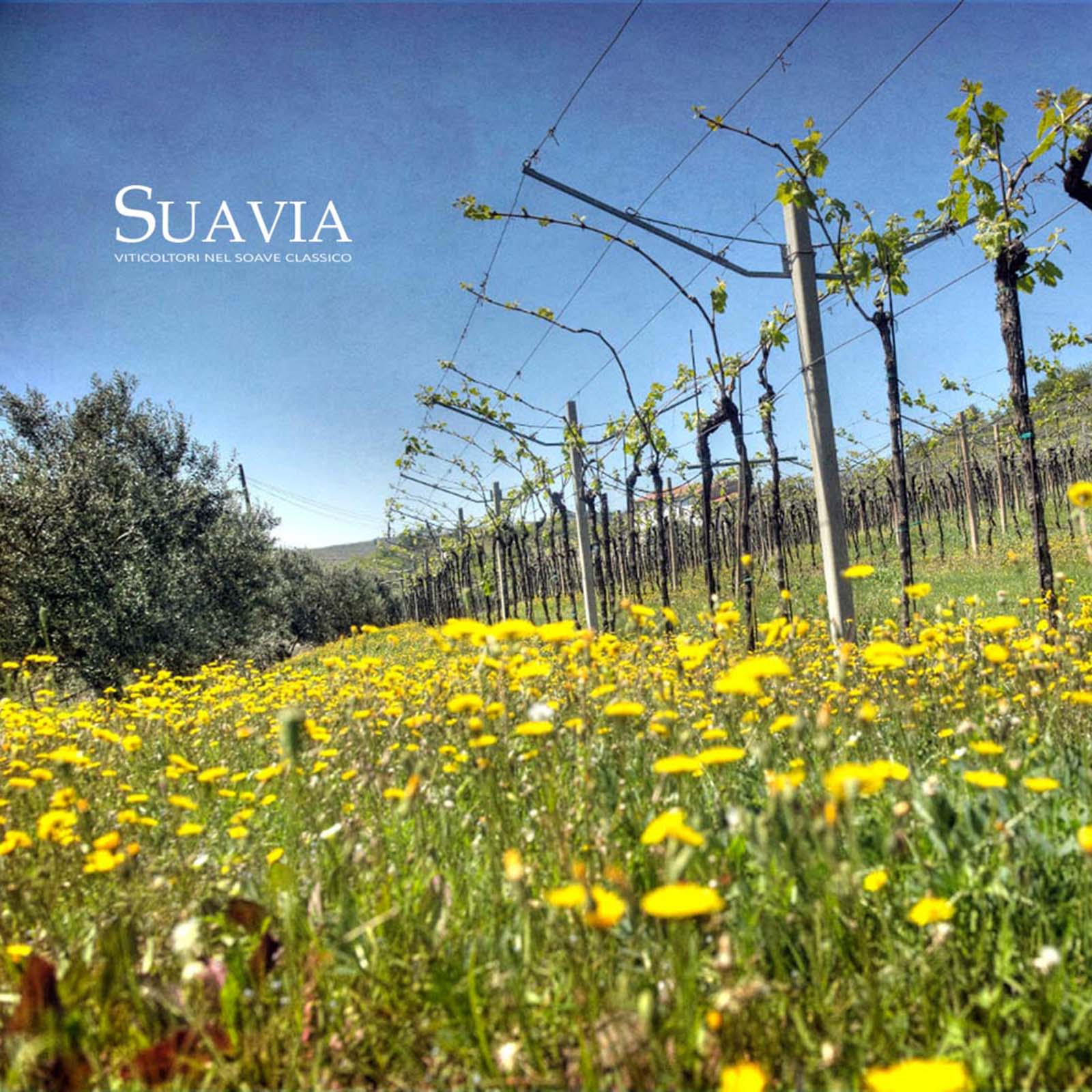 Soave Classico 2022 Monte Carbonare Bio