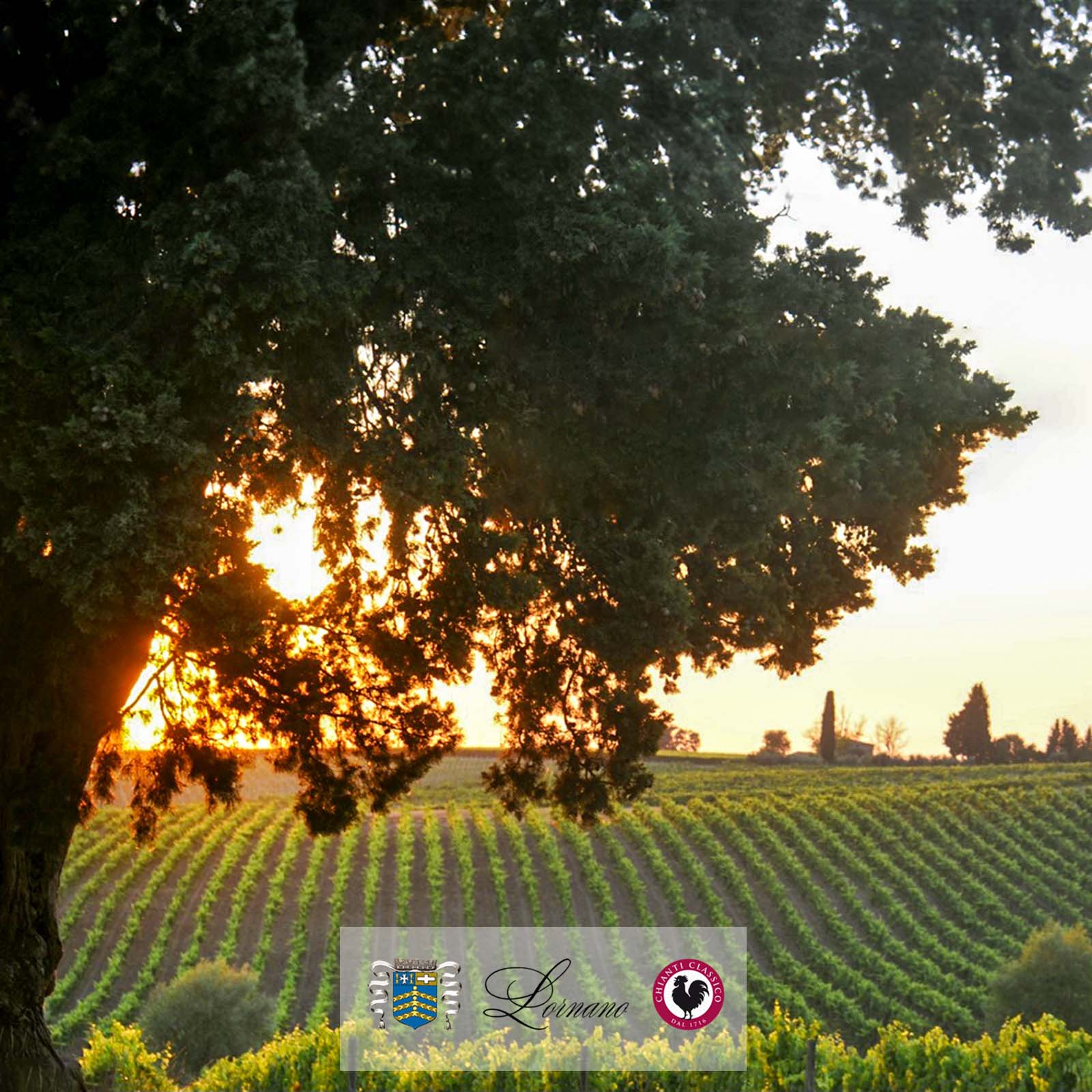 6er-Sparpaket Commendator Enrico 2019