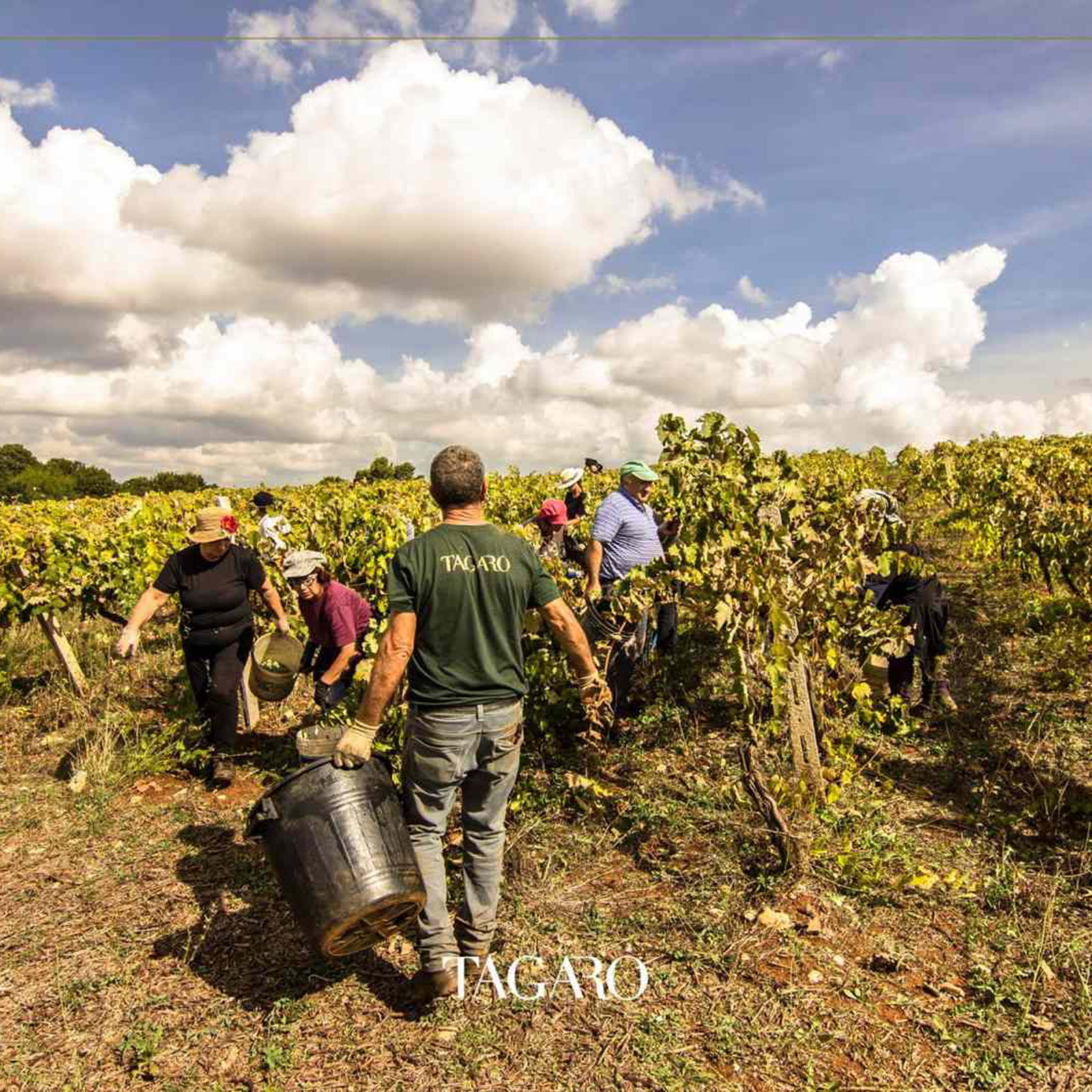 6er-Sparpaket Primitivo 2024 Cinquenoci