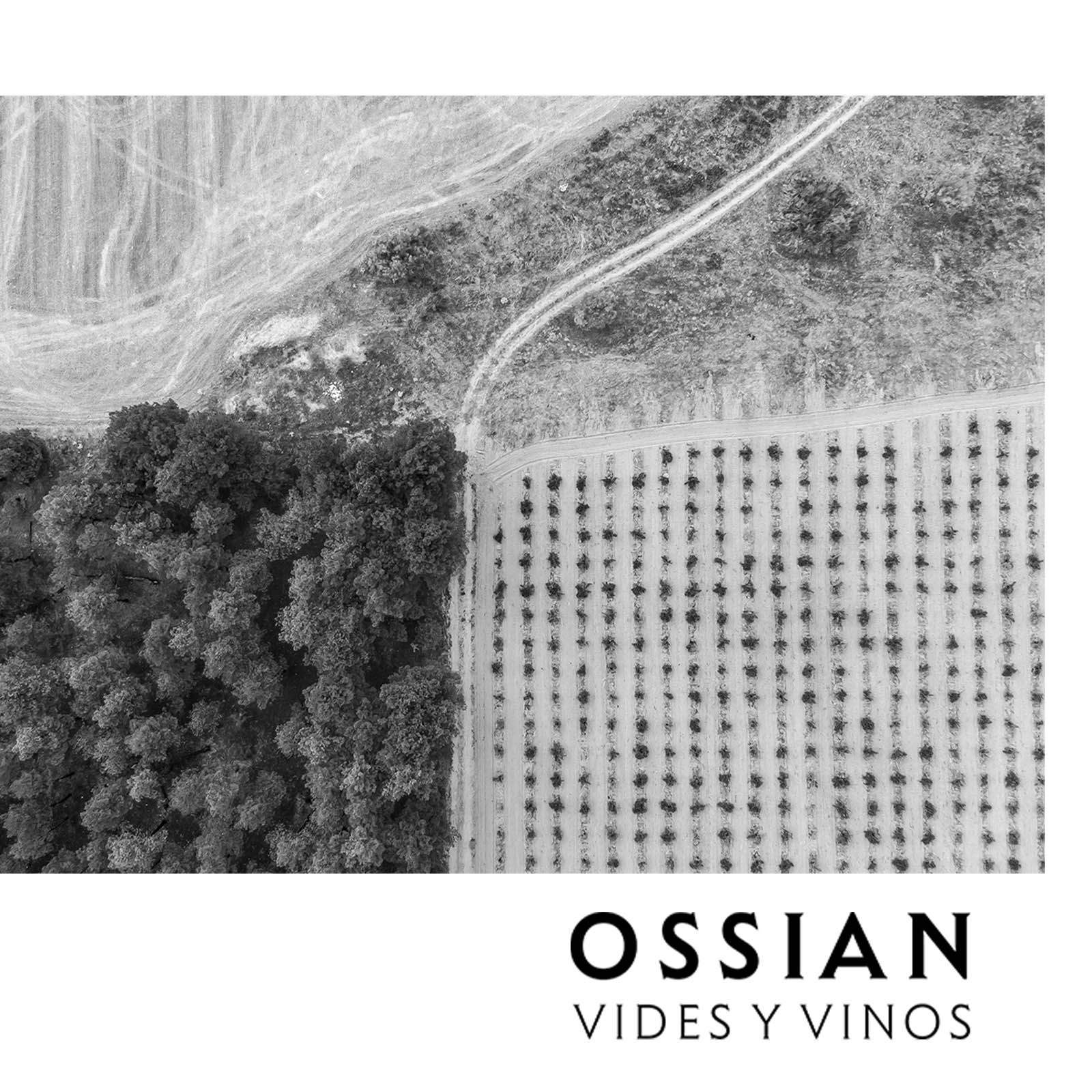Verdejo 2022 Quintaluna